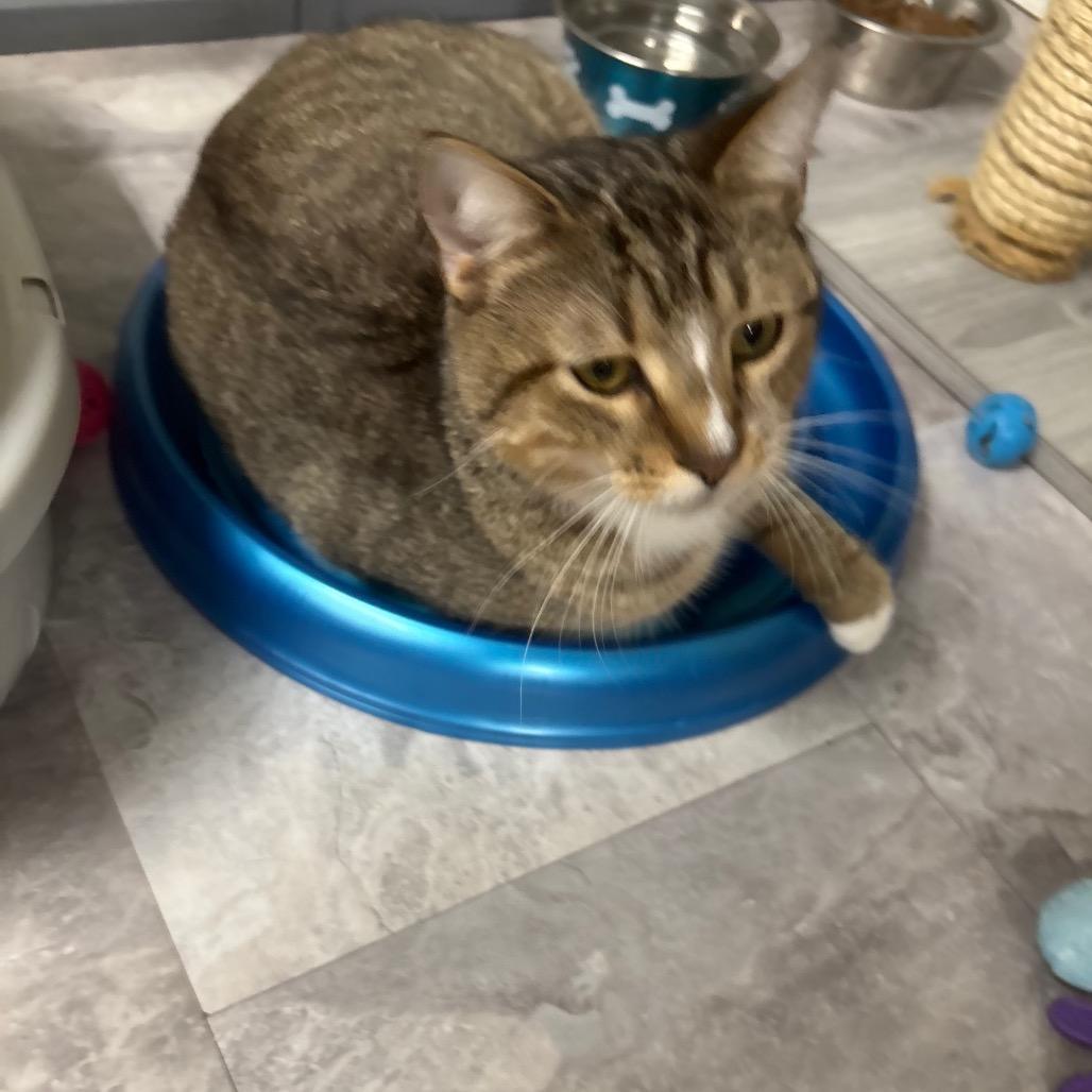 Enlarge Big Banjo, a Adoptable Domestic Short Hair in Greenville, PA image 6/6