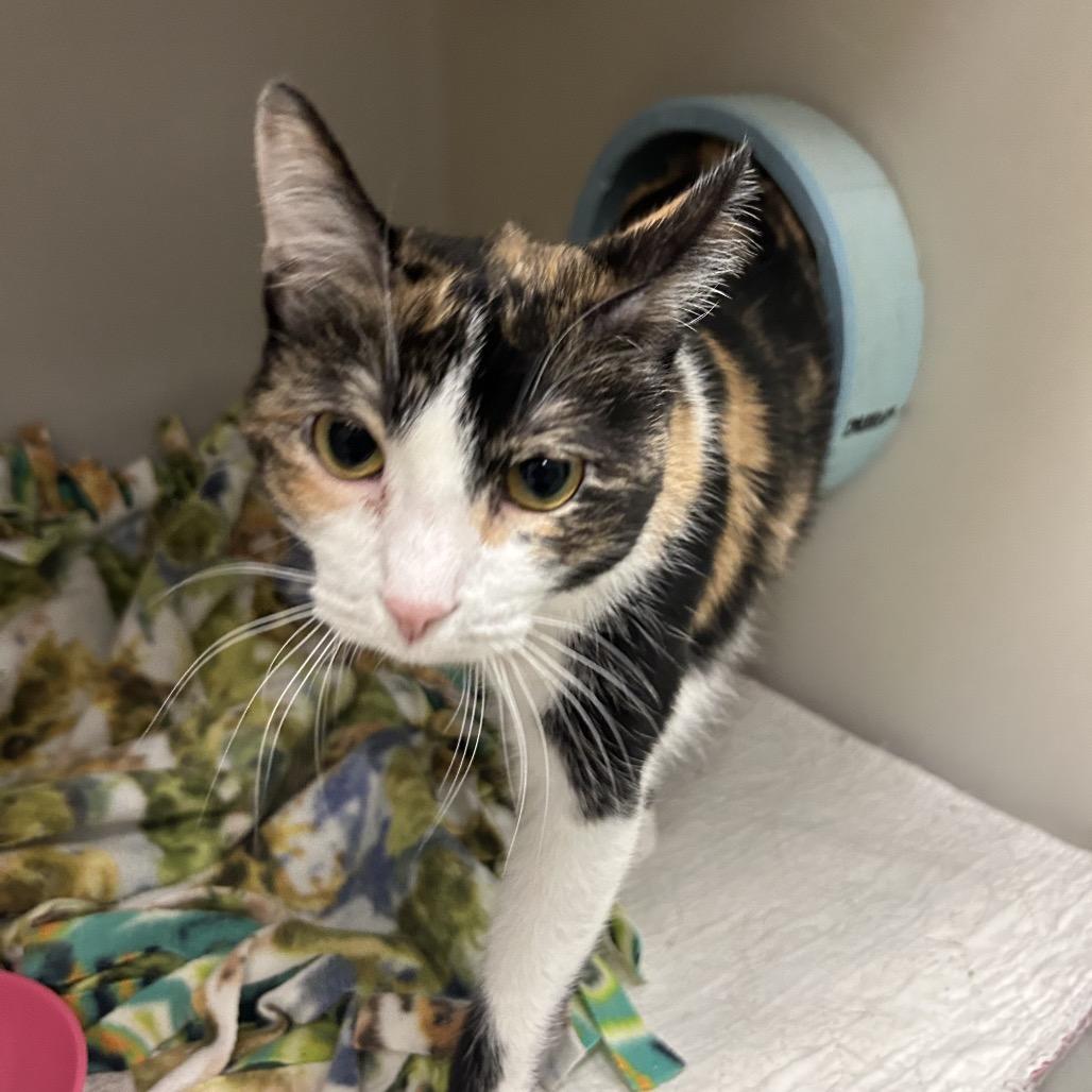 Pudding, Adoptable, Adult Female Domestic Short Hair.