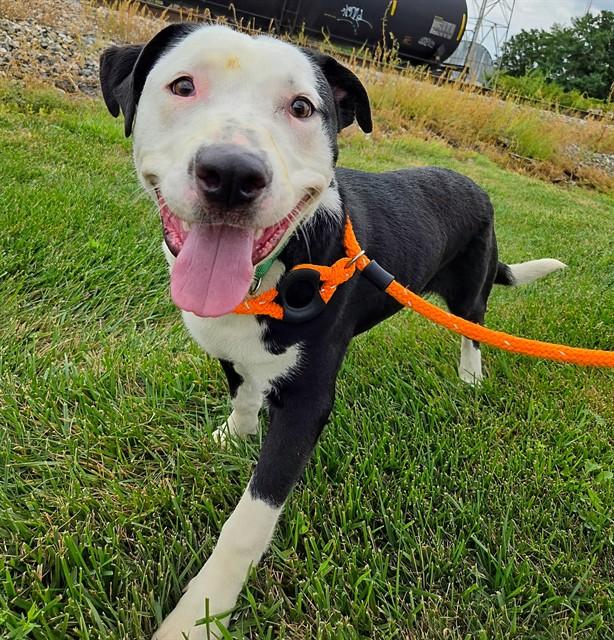 Enlarge TOBY, a Adoptable mixed breed in Olivette, MO image 1/1