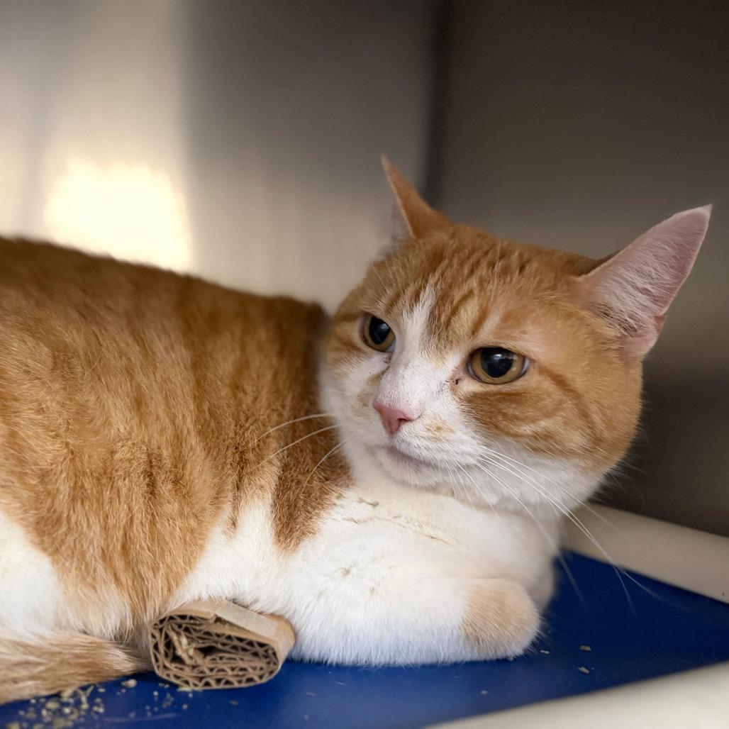 Enlarge Peaches, a Adoptable Domestic Short Hair in Conshohocken, PA image 1/1