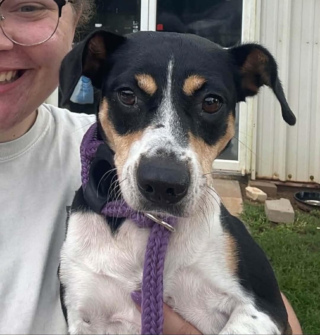 Mimi, ADOPTABLE, Adult Female Feist & Rat Terrier.