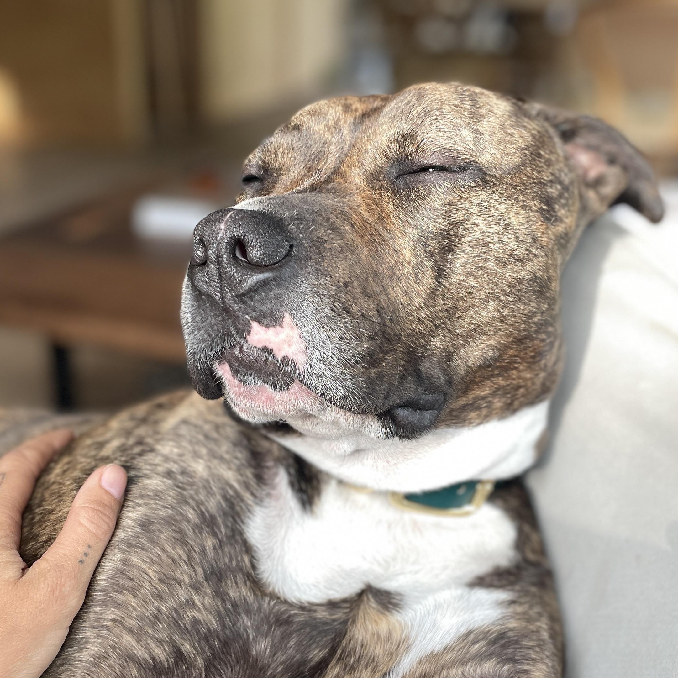 Enlarge Tilly, a Adoptable mixed breed in The Dalles, OR image 4/6