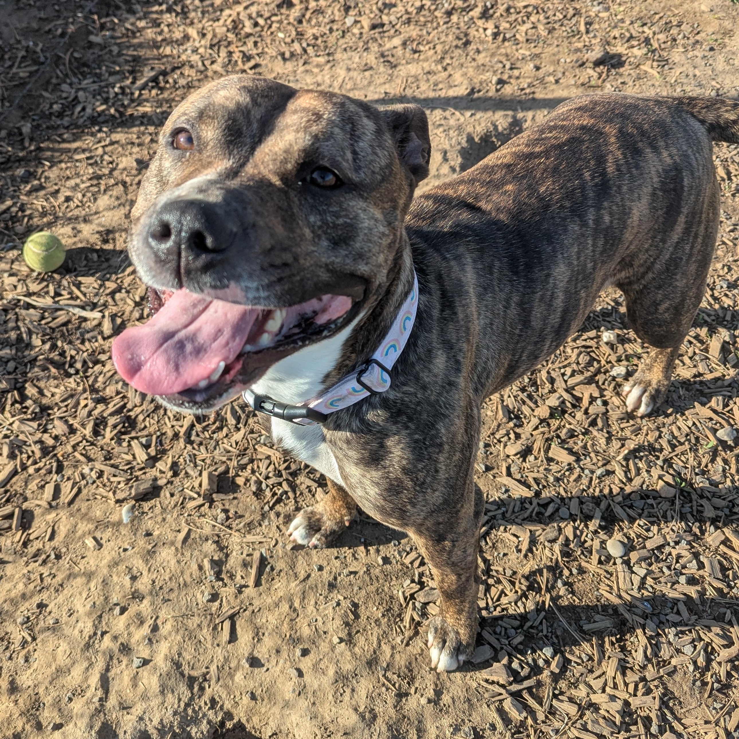 Enlarge Tilly, a Adoptable mixed breed in The Dalles, OR image 1/6
