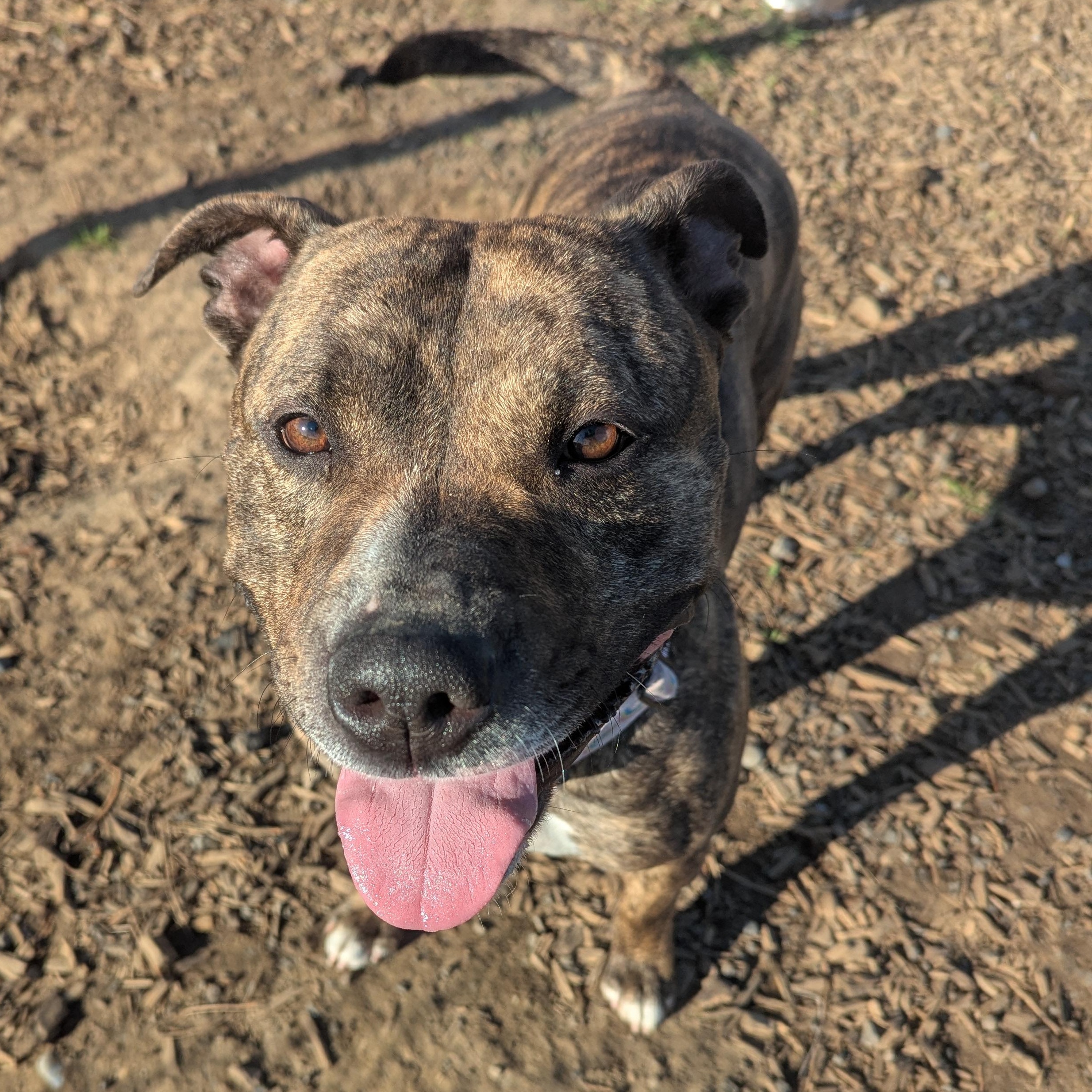 Enlarge Tilly, a Adoptable mixed breed in The Dalles, OR image 6/6