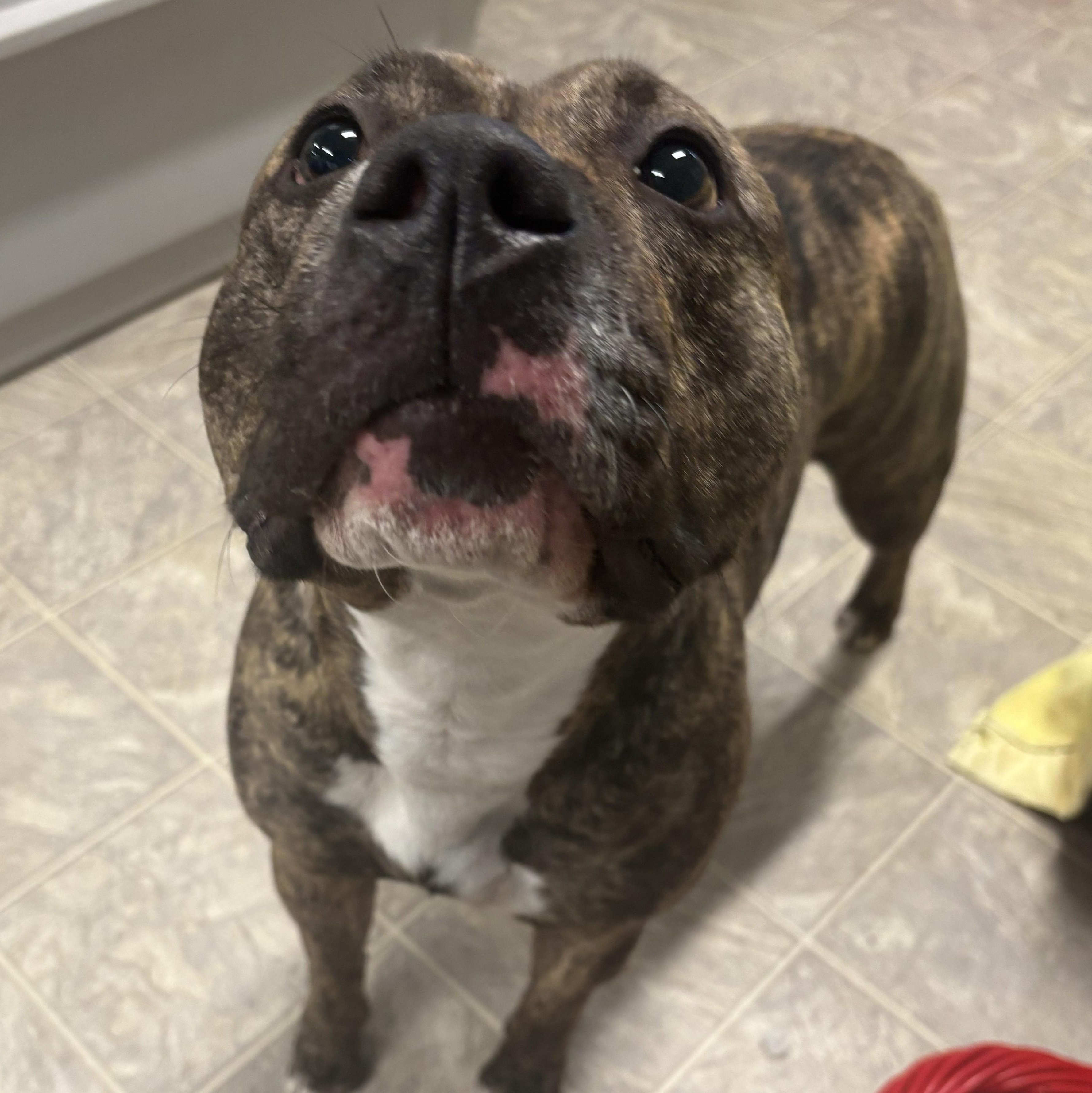 Enlarge Tilly, a Adoptable mixed breed in The Dalles, OR image 4/6