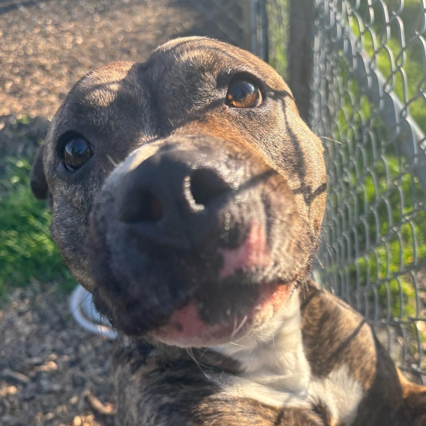 Enlarge Tilly, a Adoptable mixed breed in The Dalles, OR image 3/6