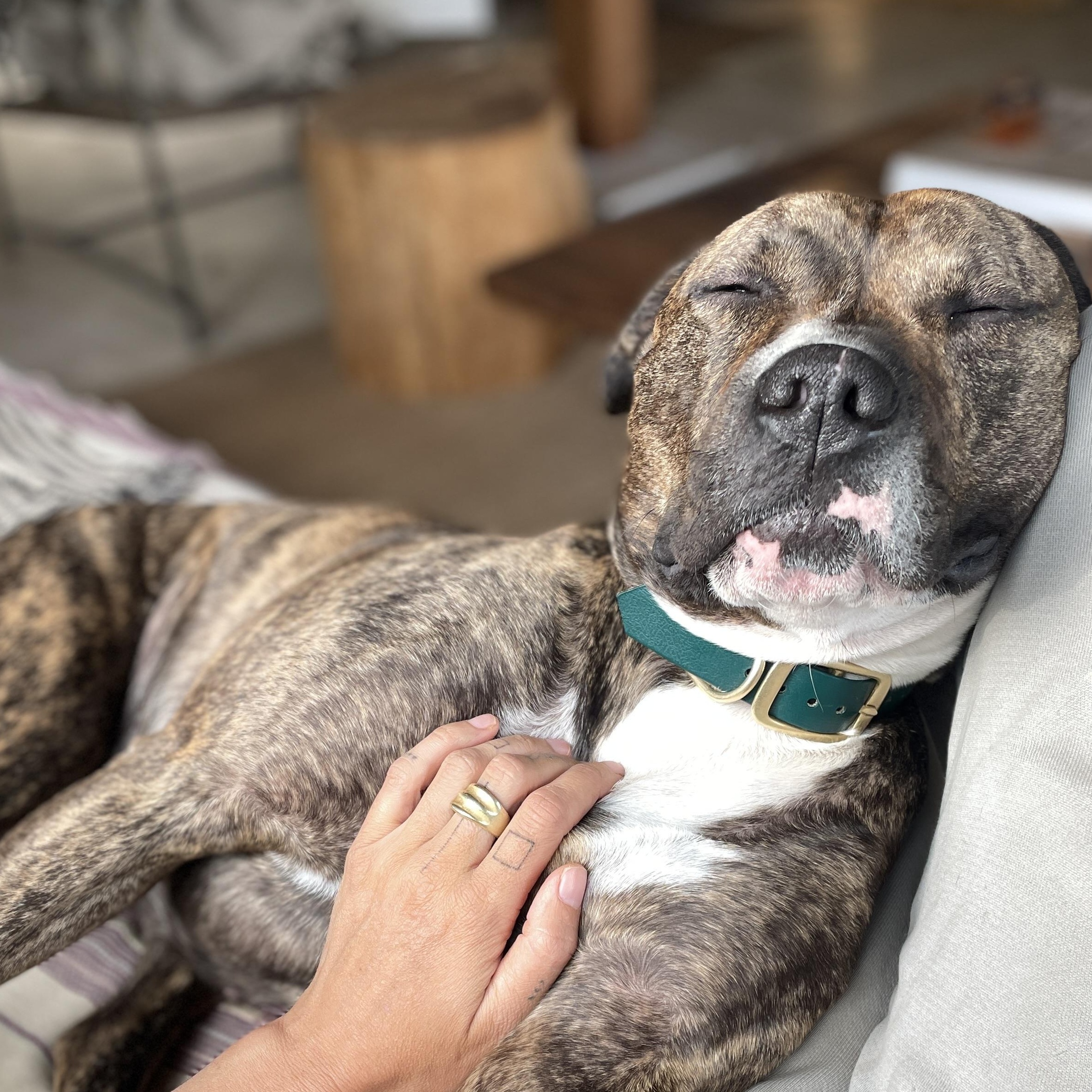 Enlarge Tilly, a Adoptable mixed breed in The Dalles, OR image 2/6