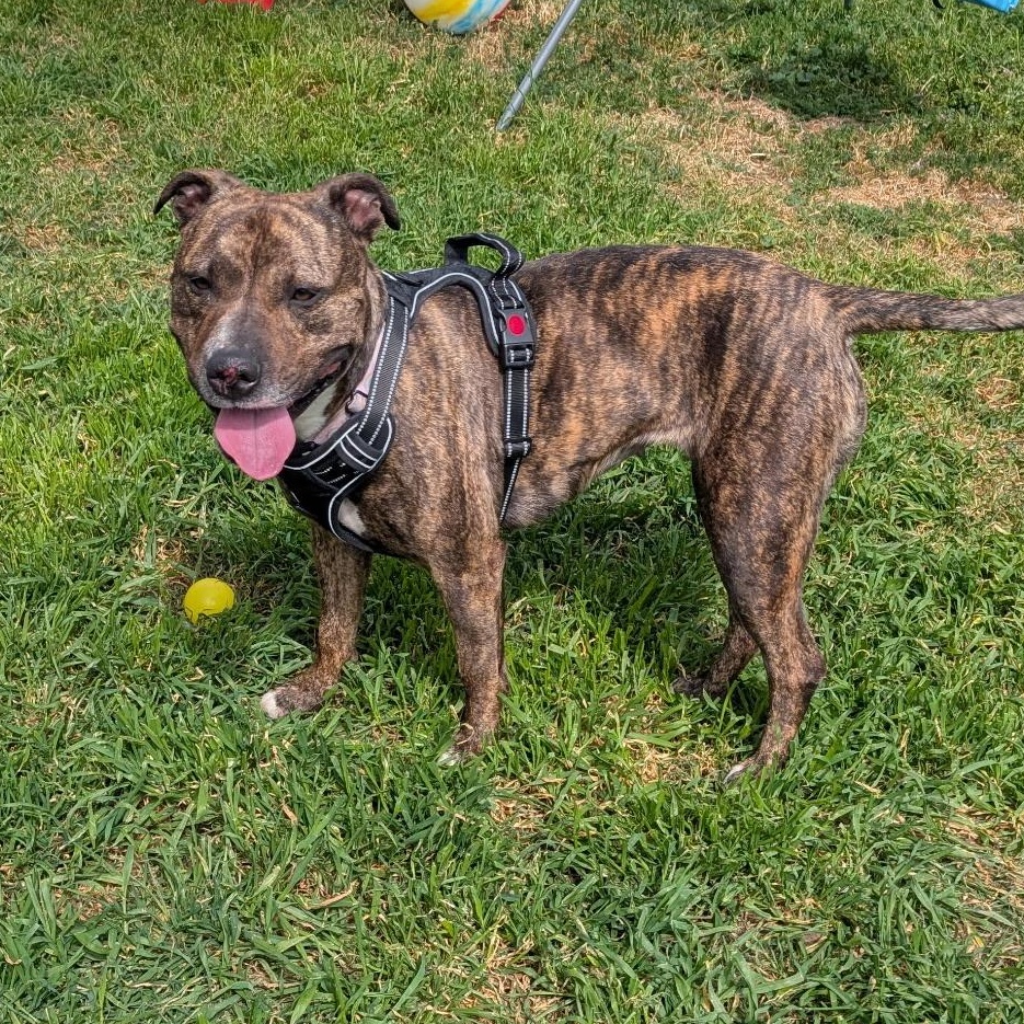 Enlarge Tilly, a Adoptable mixed breed in The Dalles, OR image 2/6