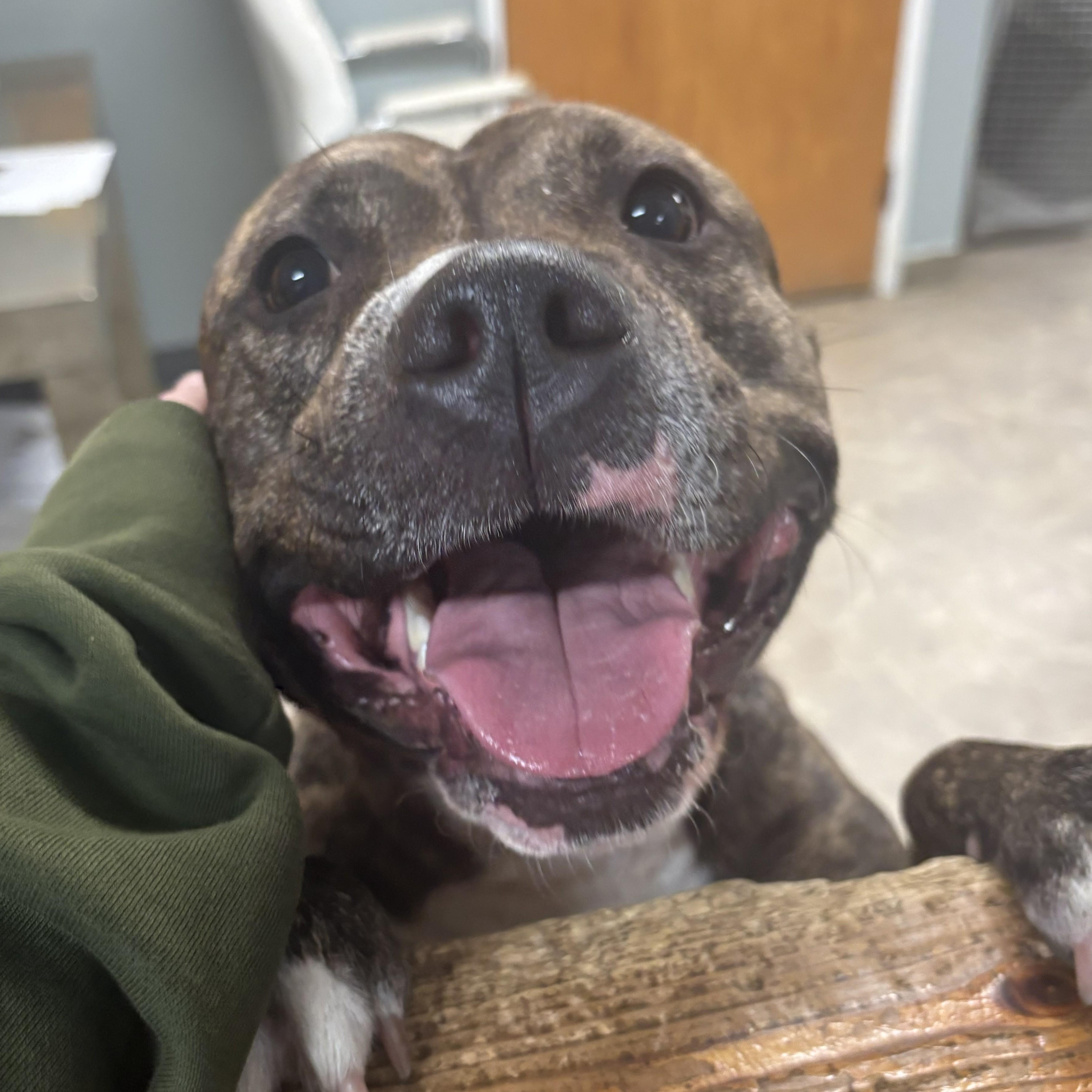 Enlarge Tilly, a Adoptable mixed breed in The Dalles, OR image 5/6