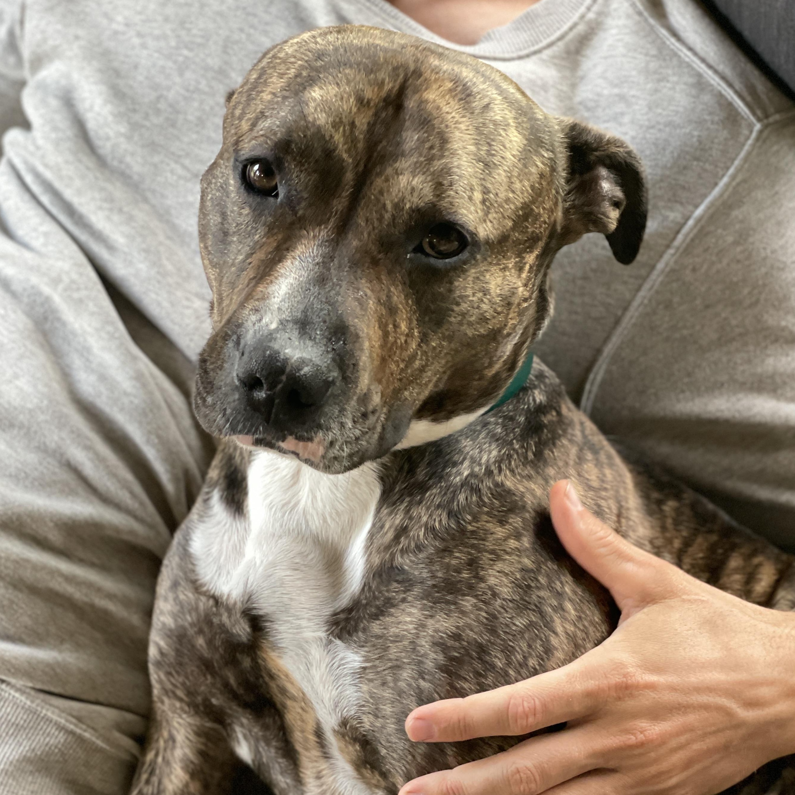Tilly, Adoptable, Adult Female Pit Bull Terrier & American Bully.