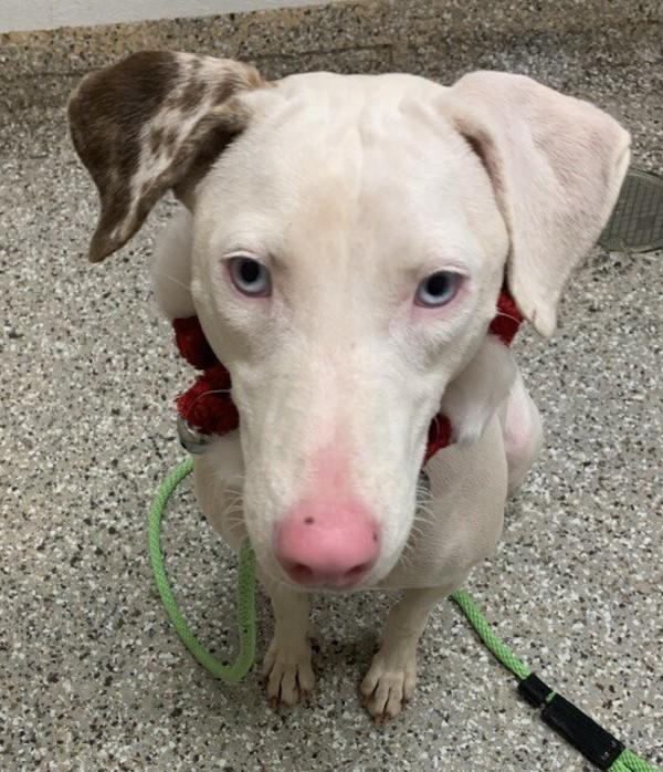 Enlarge Makana, a Adoptable mixed breed in Vancouver, WA image 1/2