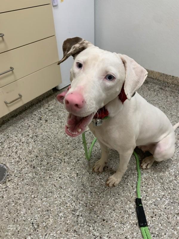 Enlarge Makana, a Adoptable mixed breed in Vancouver, WA image 2/2