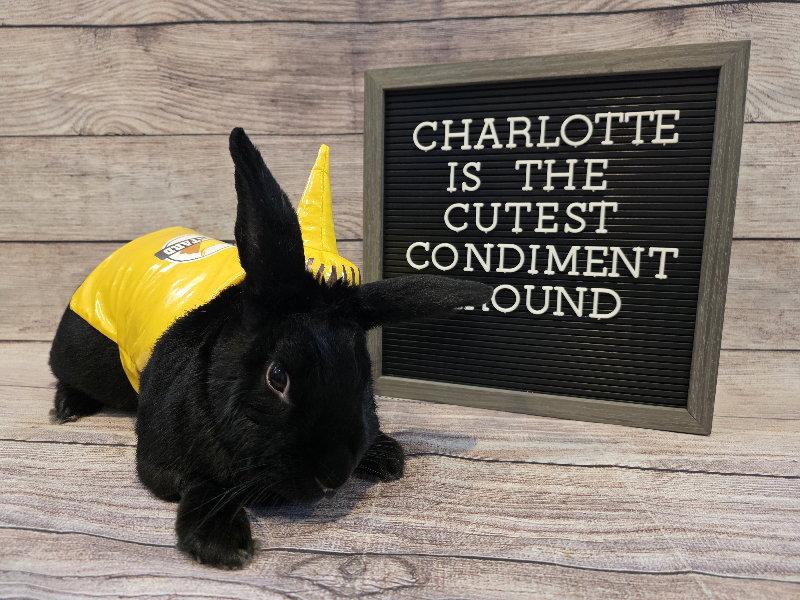 Enlarge Charlotte, a Adoptable New Zealand in Columbus, OH image 1/1
