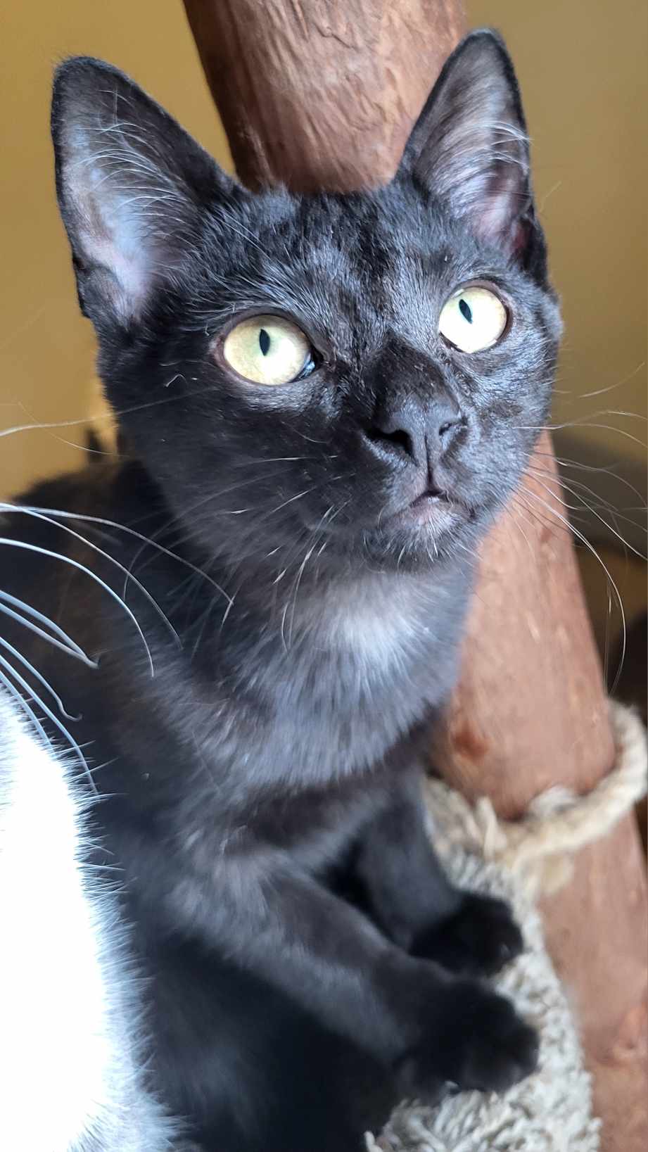 Eve, Adoptable, Kitten Female Domestic Short Hair.