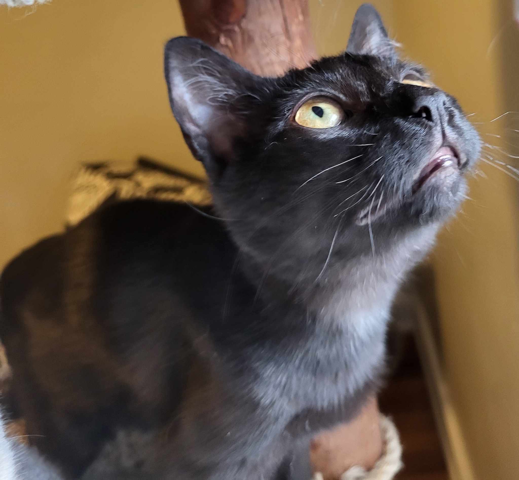 Eve, a Adoptable Domestic Short Hair in Greensburg, PA image 2/3