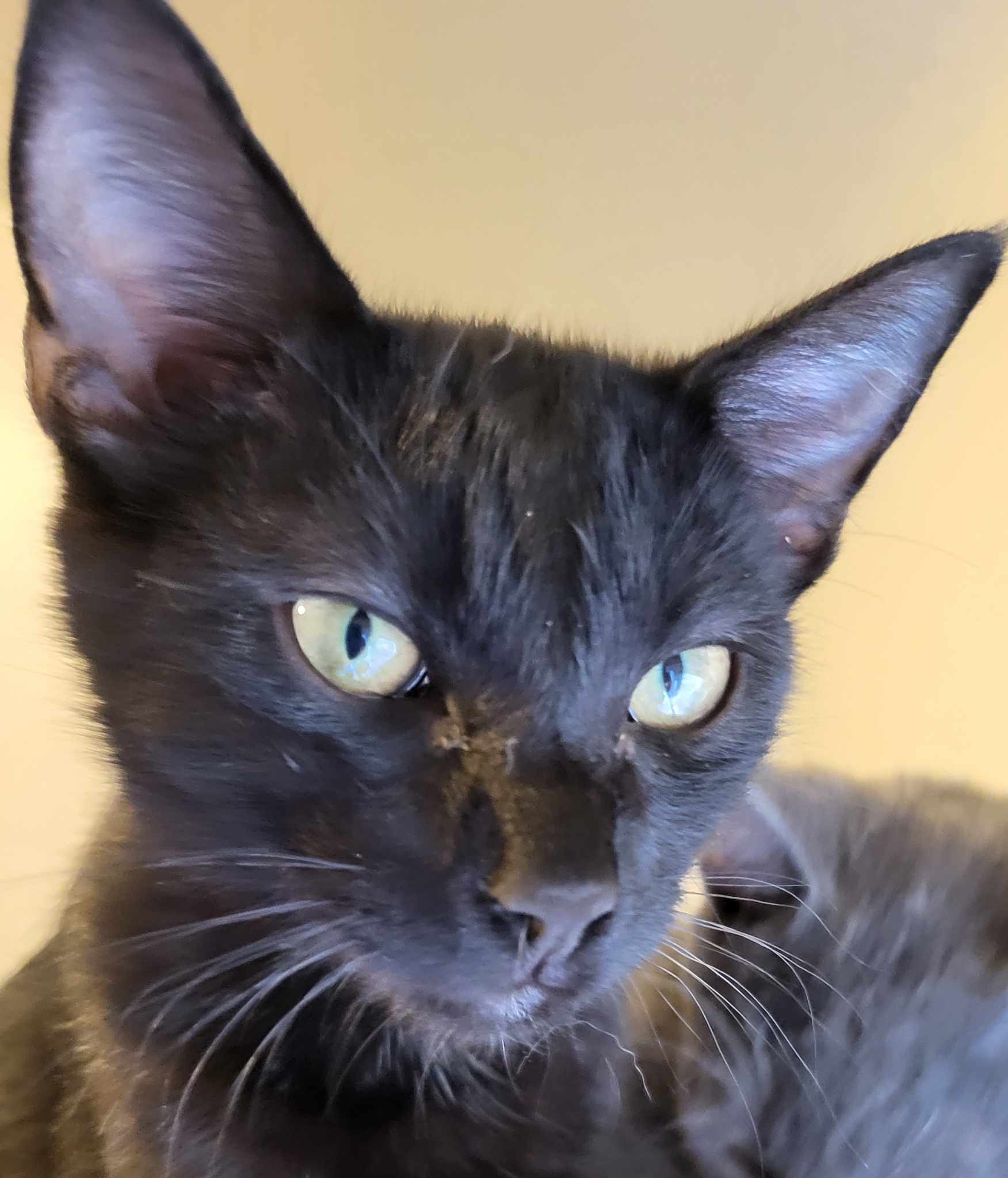 Eve, a Adoptable Domestic Short Hair in Greensburg, PA image 3/3