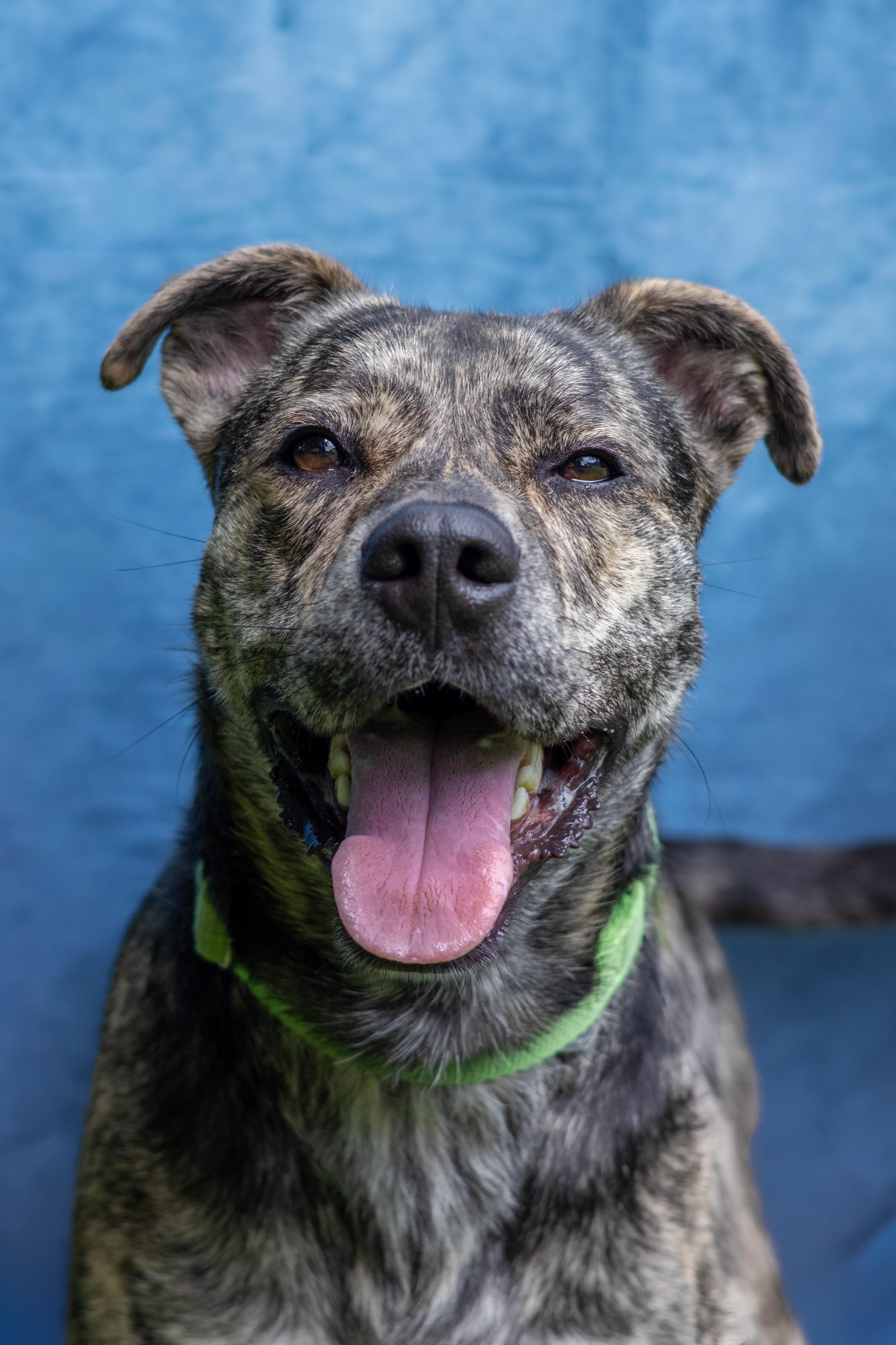 Rex, Adopted, Adult Male American Staffordshire Terrier.