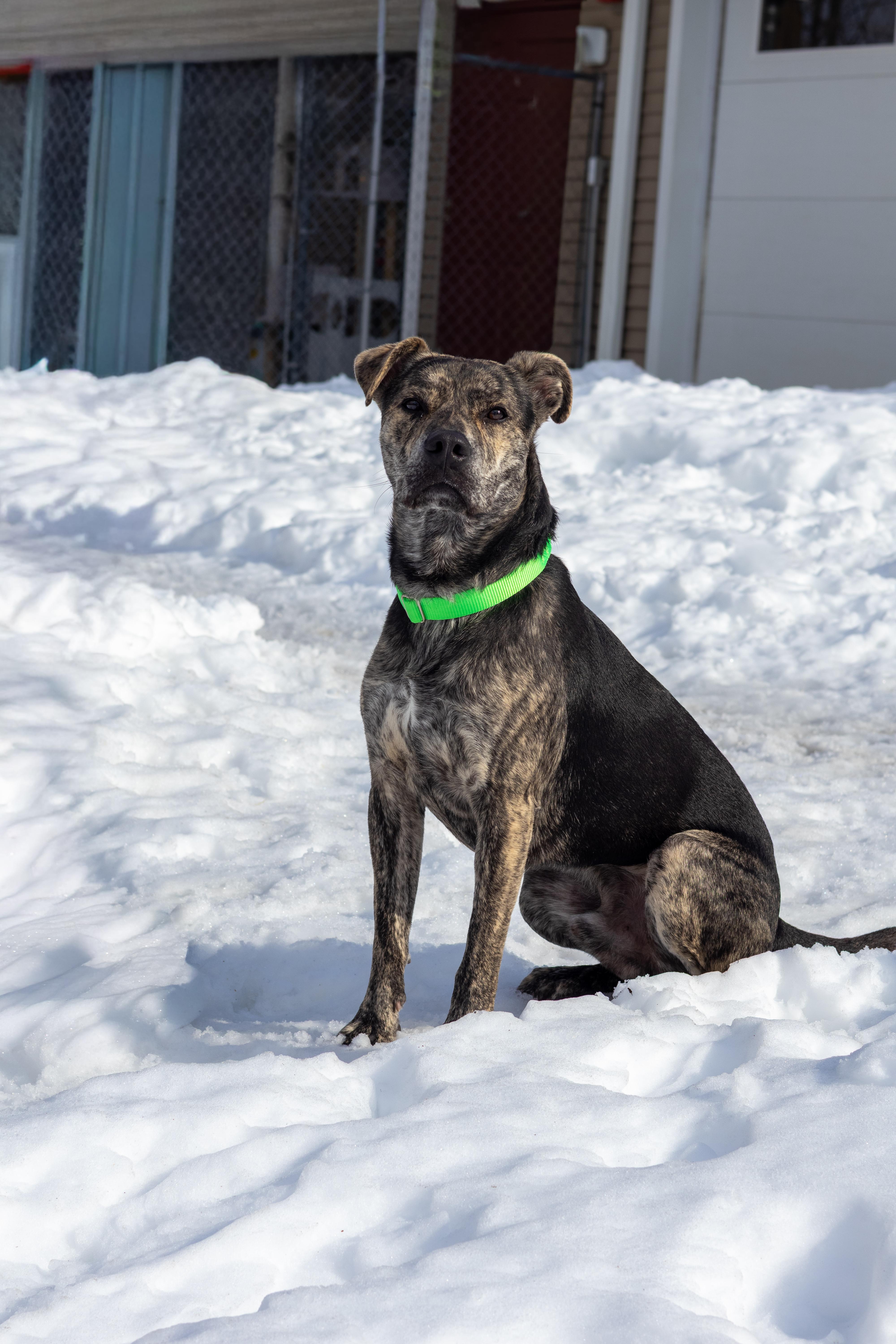 Enlarge Rex, a Adoptable mixed breed in Terryville, CT image 5/6