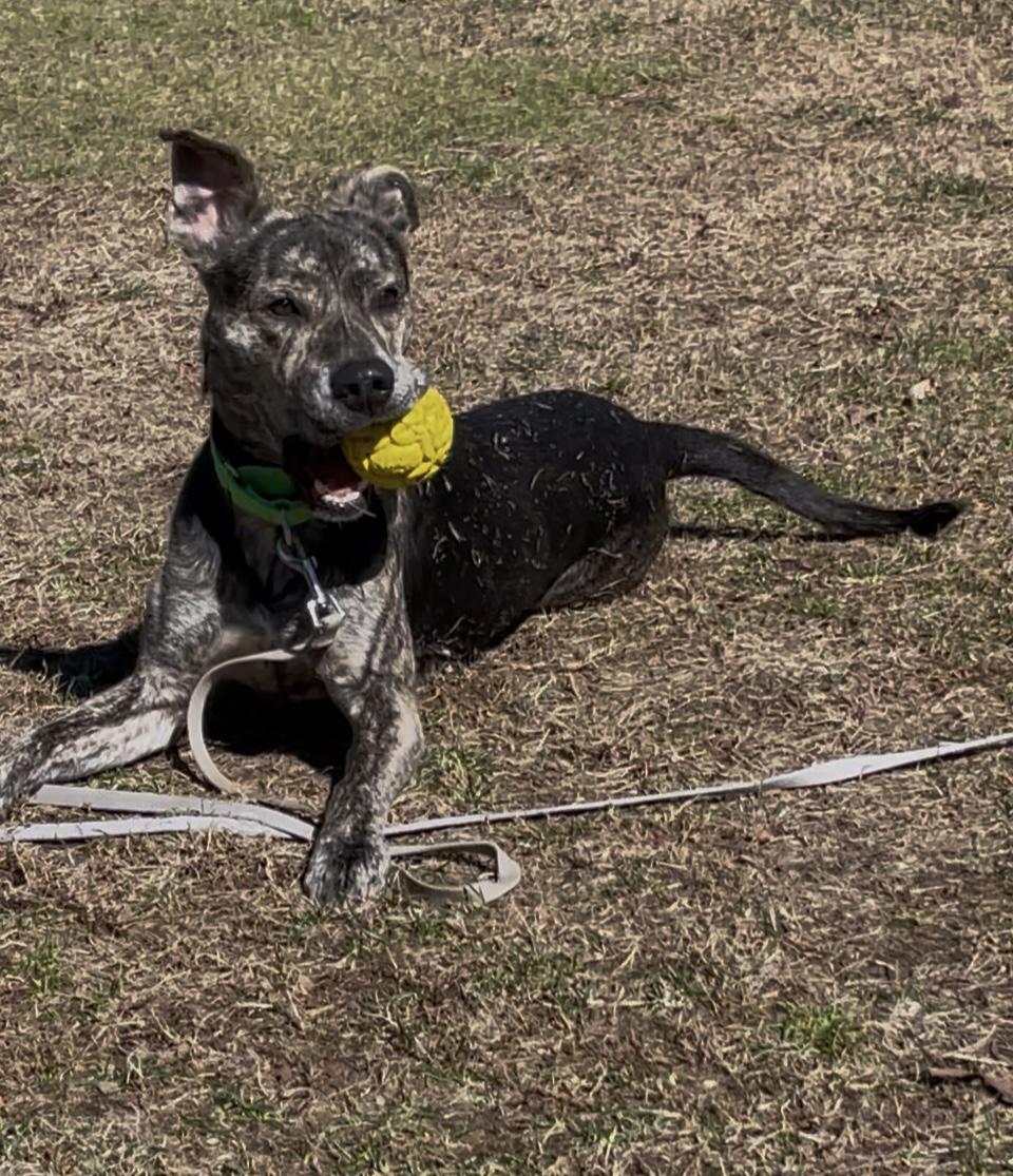 Enlarge Rex, a Adopted mixed breed in Terryville, CT image 2/6
