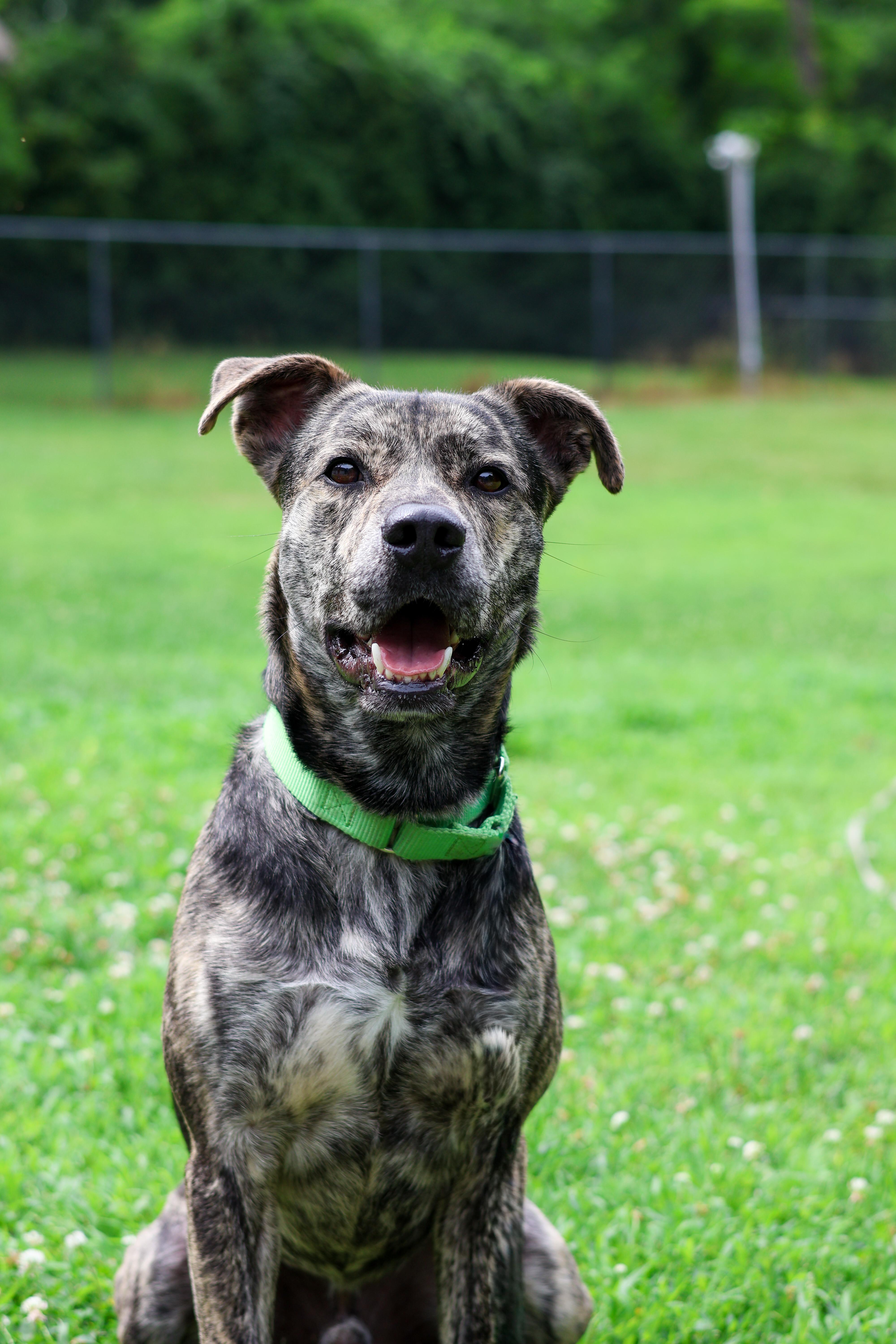 Rex, Adoptable, Adult Male American Staffordshire Terrier.