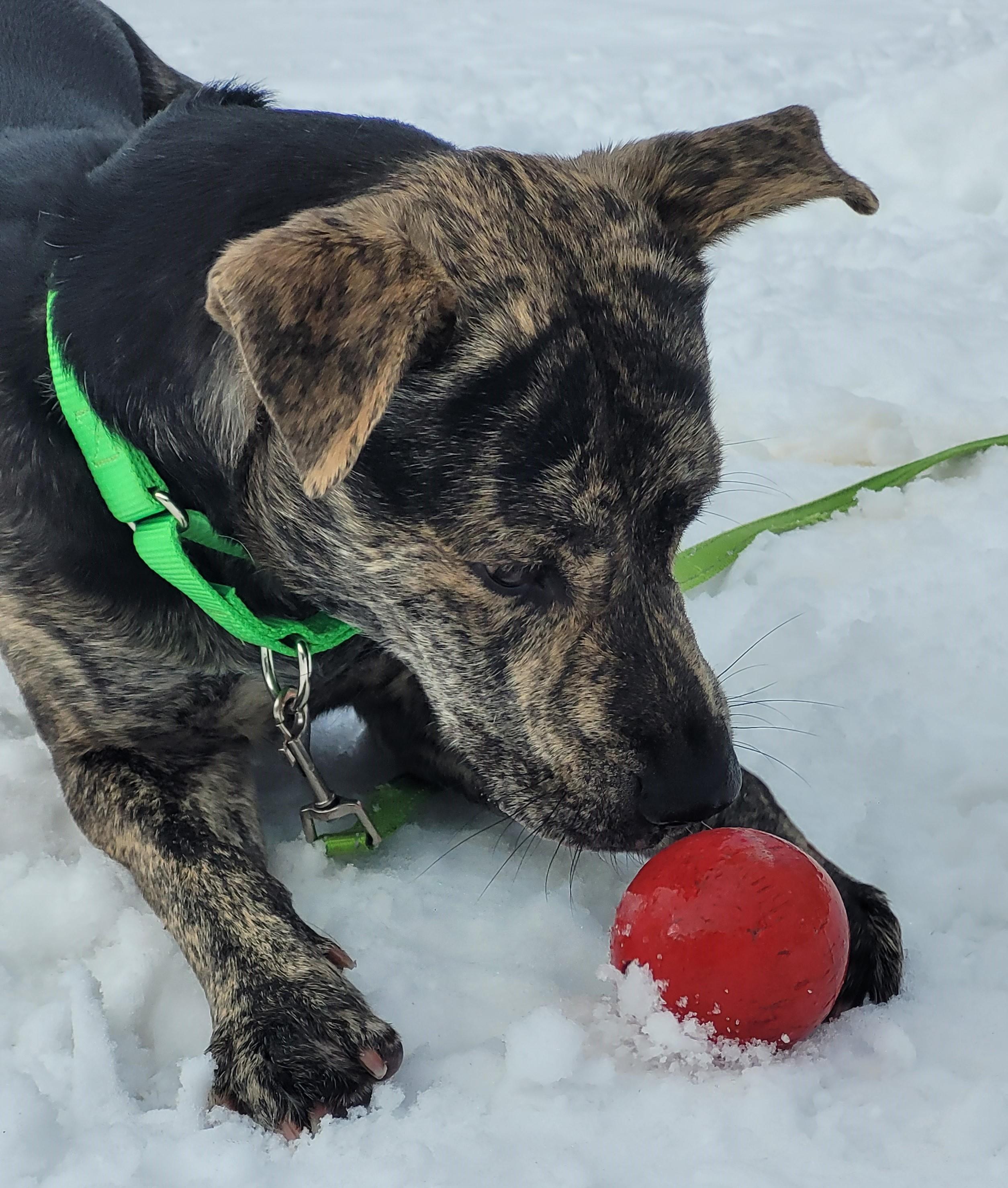 Enlarge Rex, a Adoptable mixed breed in Terryville, CT image 1/6