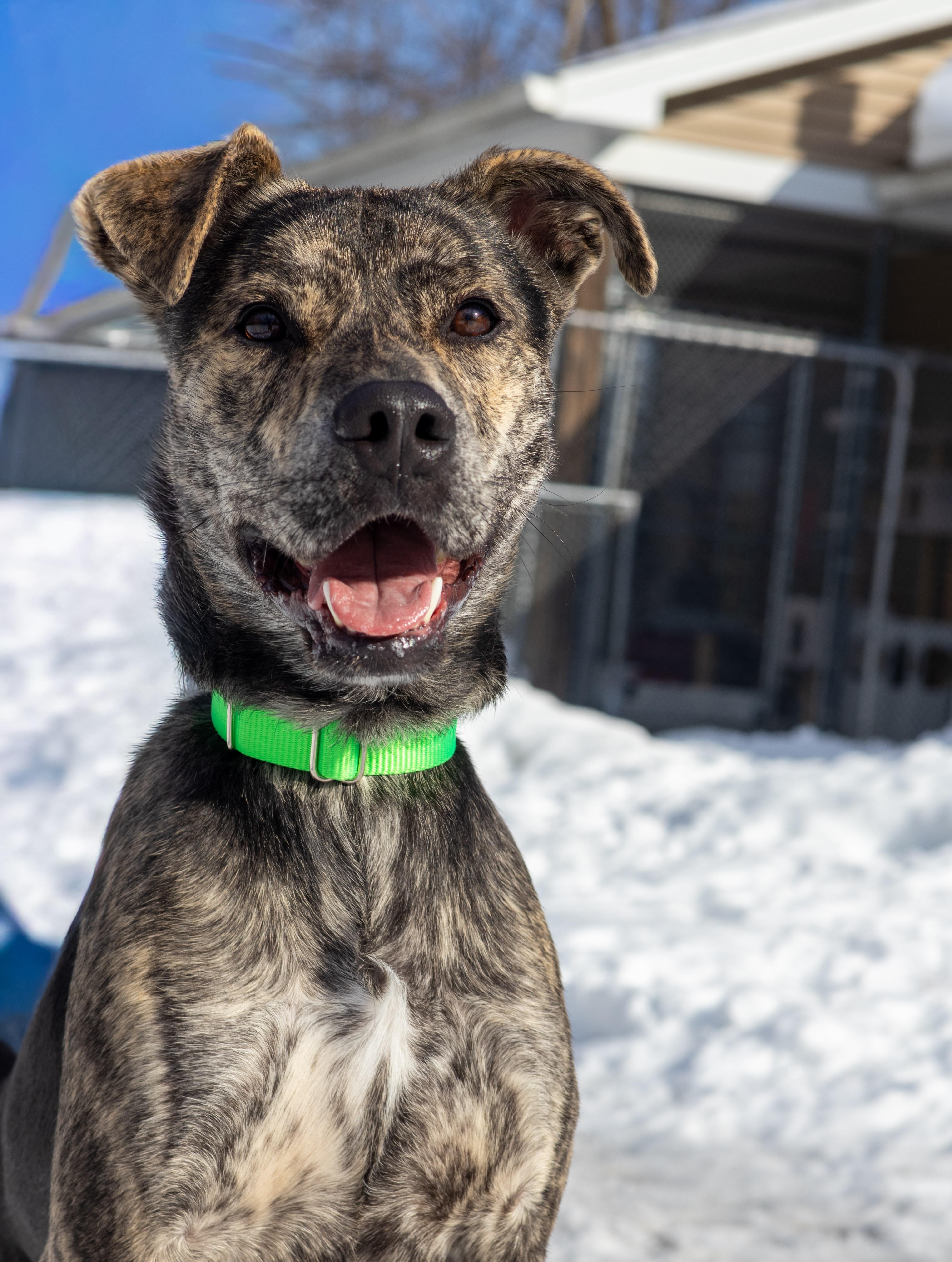 Enlarge Rex, a Adoptable mixed breed in Terryville, CT image 2/6