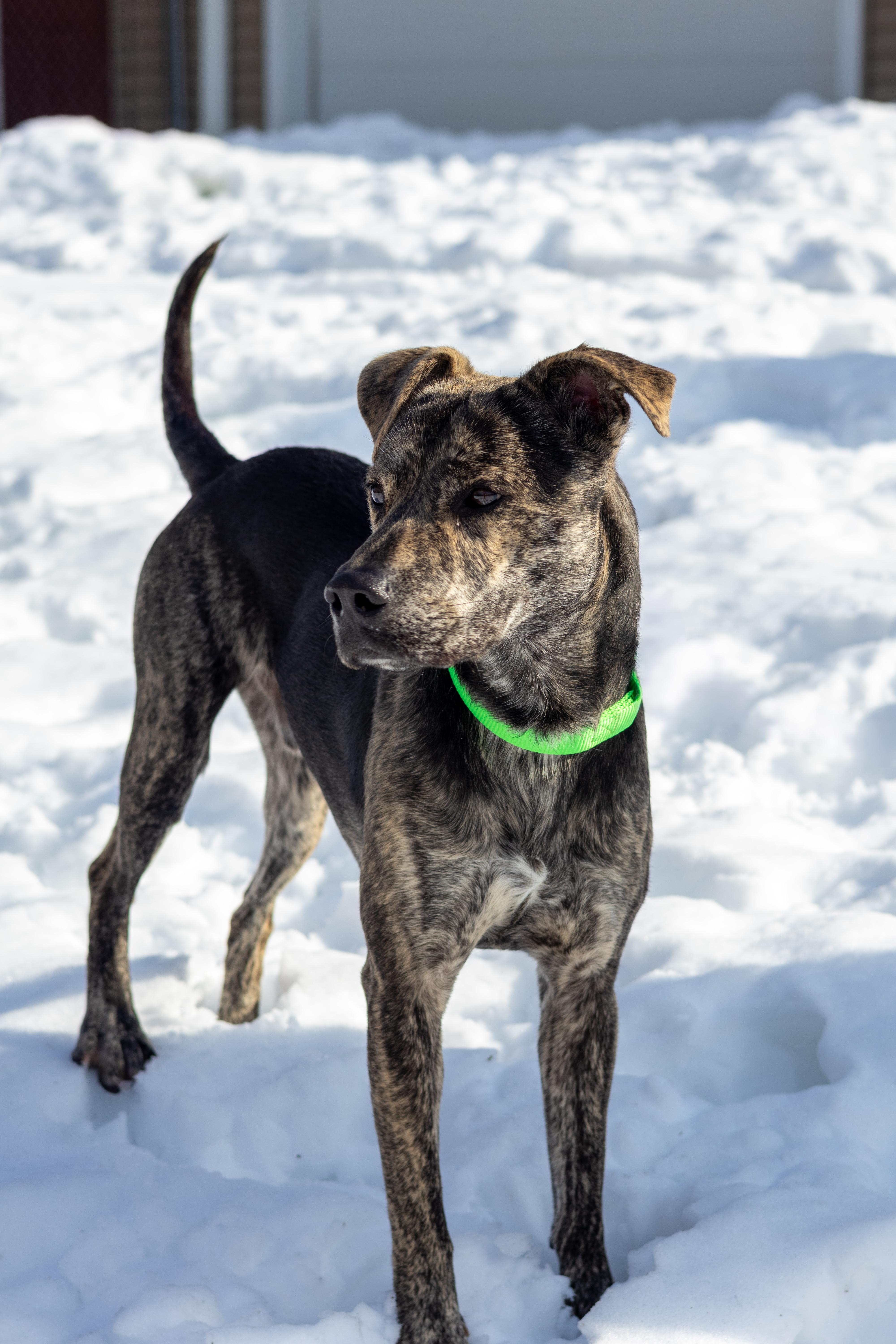 Enlarge Rex, a Adoptable mixed breed in Terryville, CT image 3/6