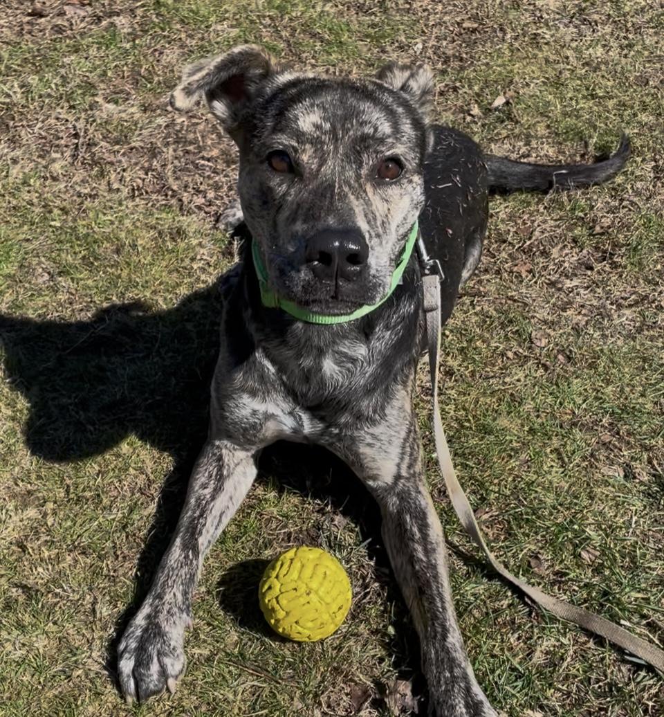 Enlarge Rex, a Adopted mixed breed in Terryville, CT image 5/6