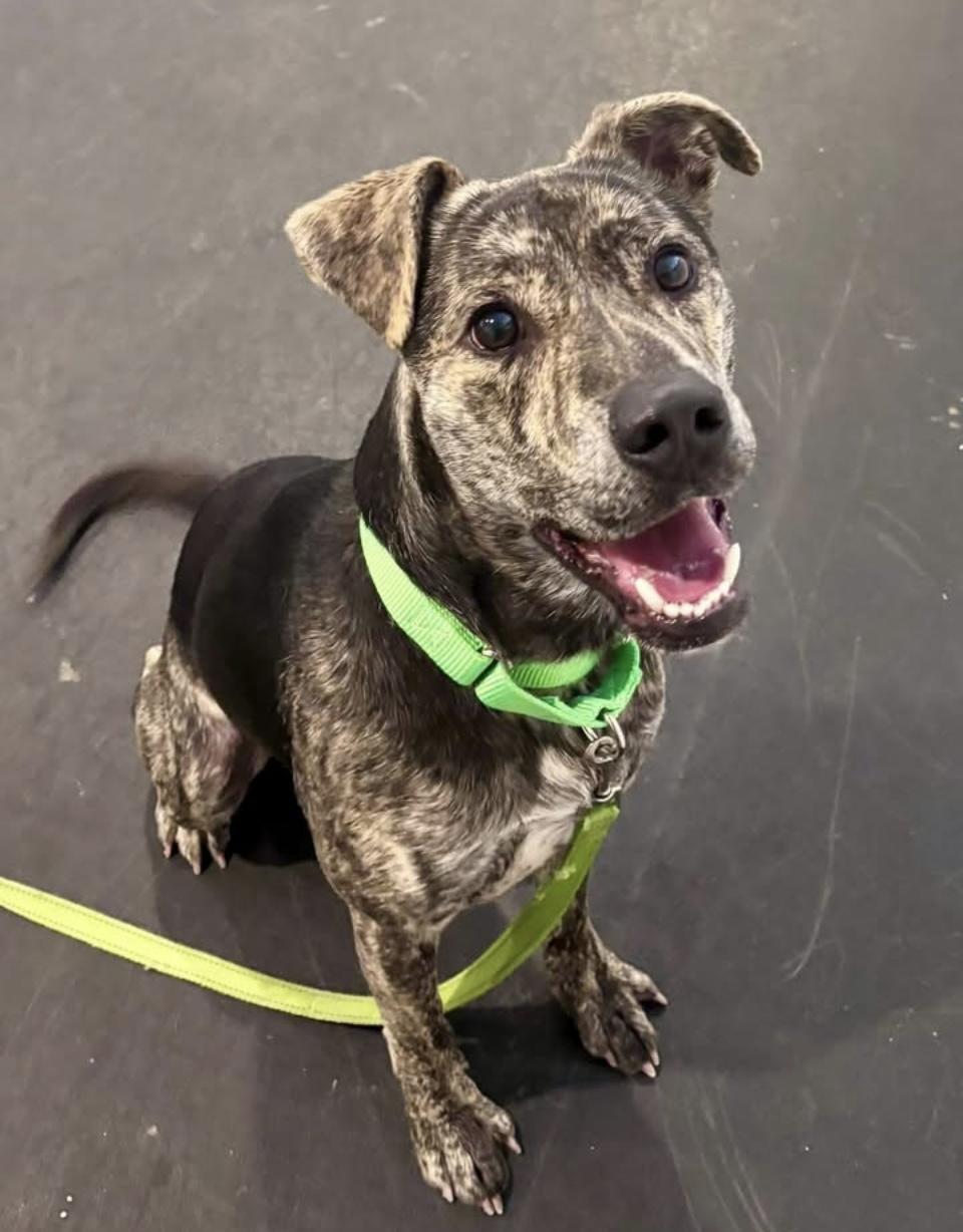 Enlarge Rex, a Adoptable mixed breed in Terryville, CT image 6/6