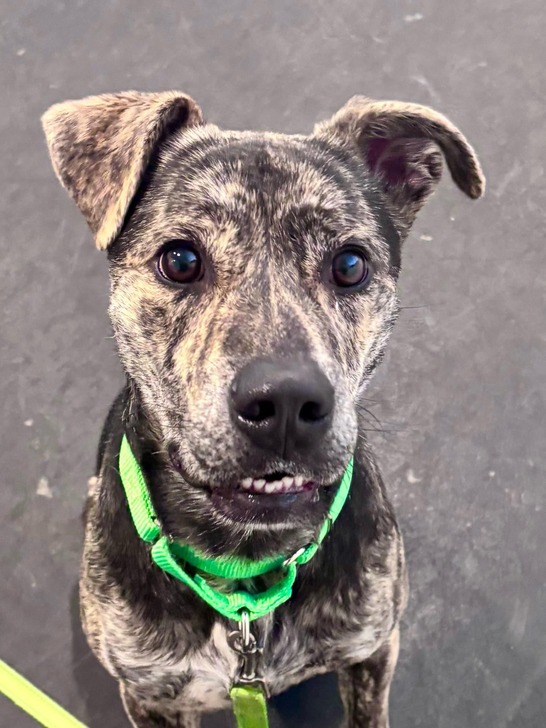 Enlarge Rex, a Adoptable mixed breed in Terryville, CT image 4/6