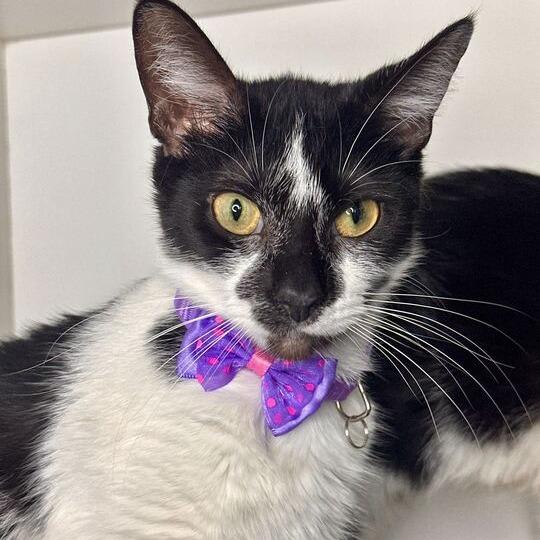 Snow Angel, Adoptable, Young Female Domestic Short Hair.