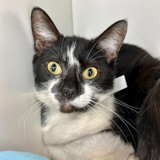 Snow Angel, Adoptable, Young Female Domestic Short Hair.