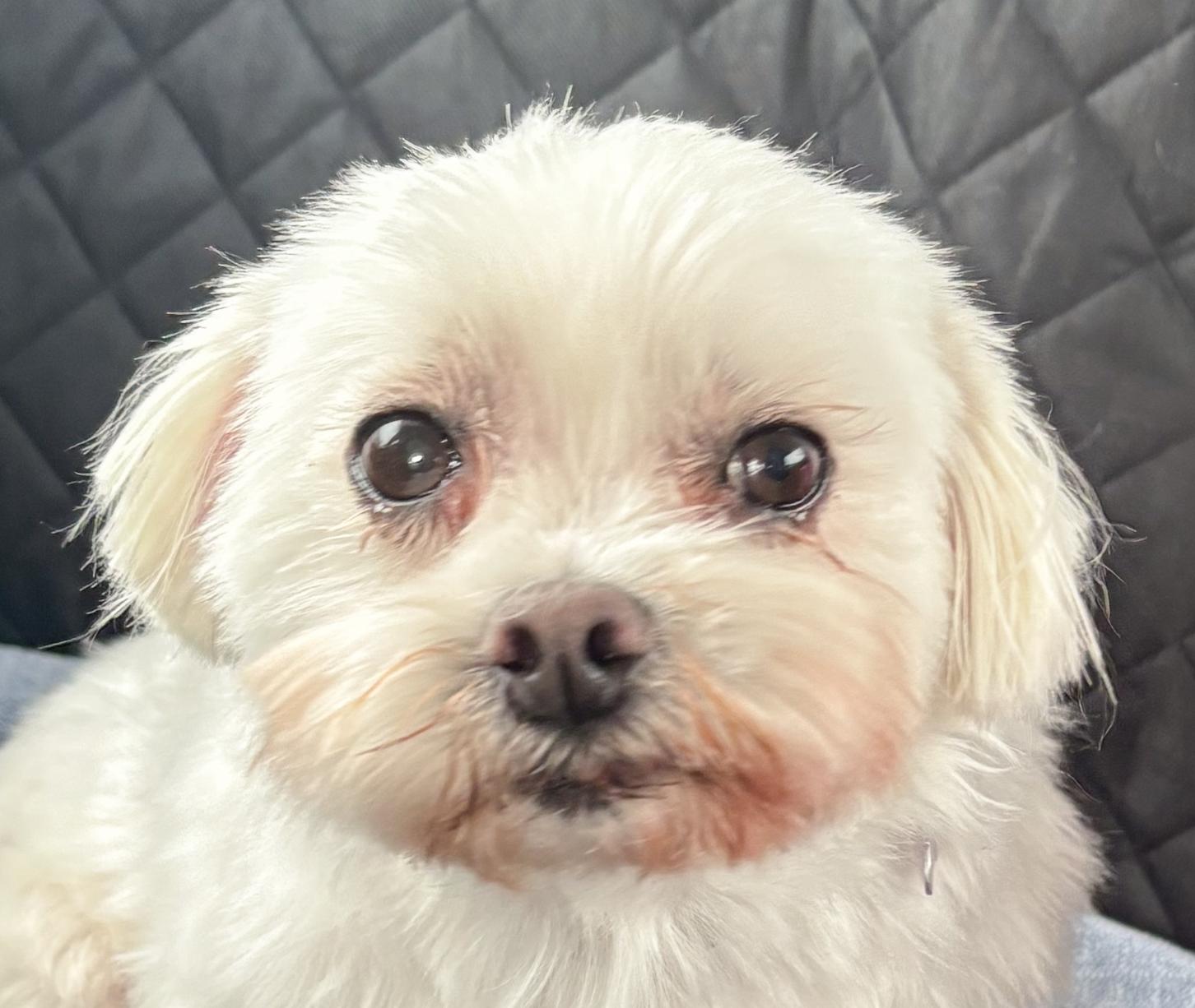 Fiona, ADOPTABLE, Adult Female Maltese.