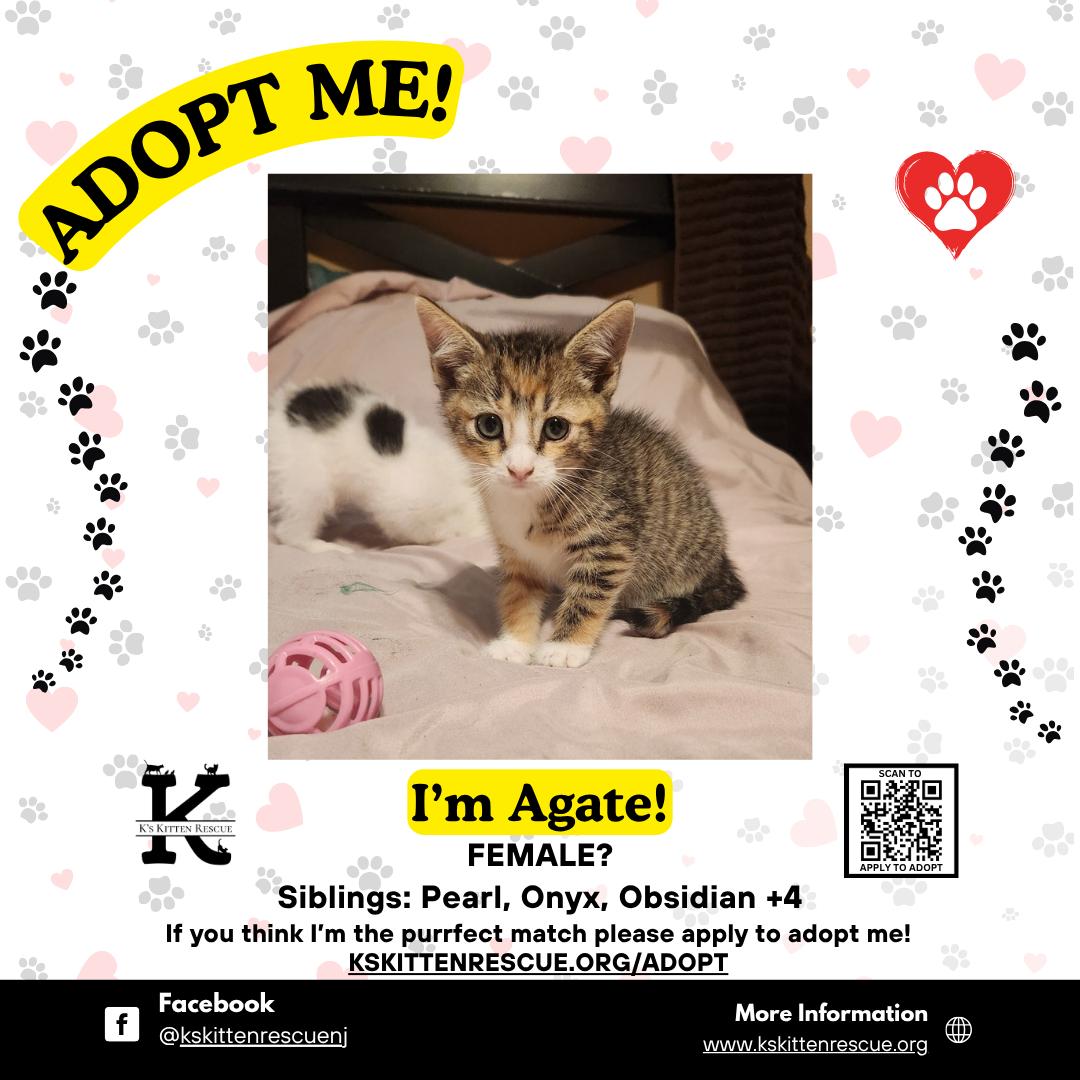 Enlarge Agate, a ADOPTABLE Domestic Short Hair in Brick, NJ image 1/1