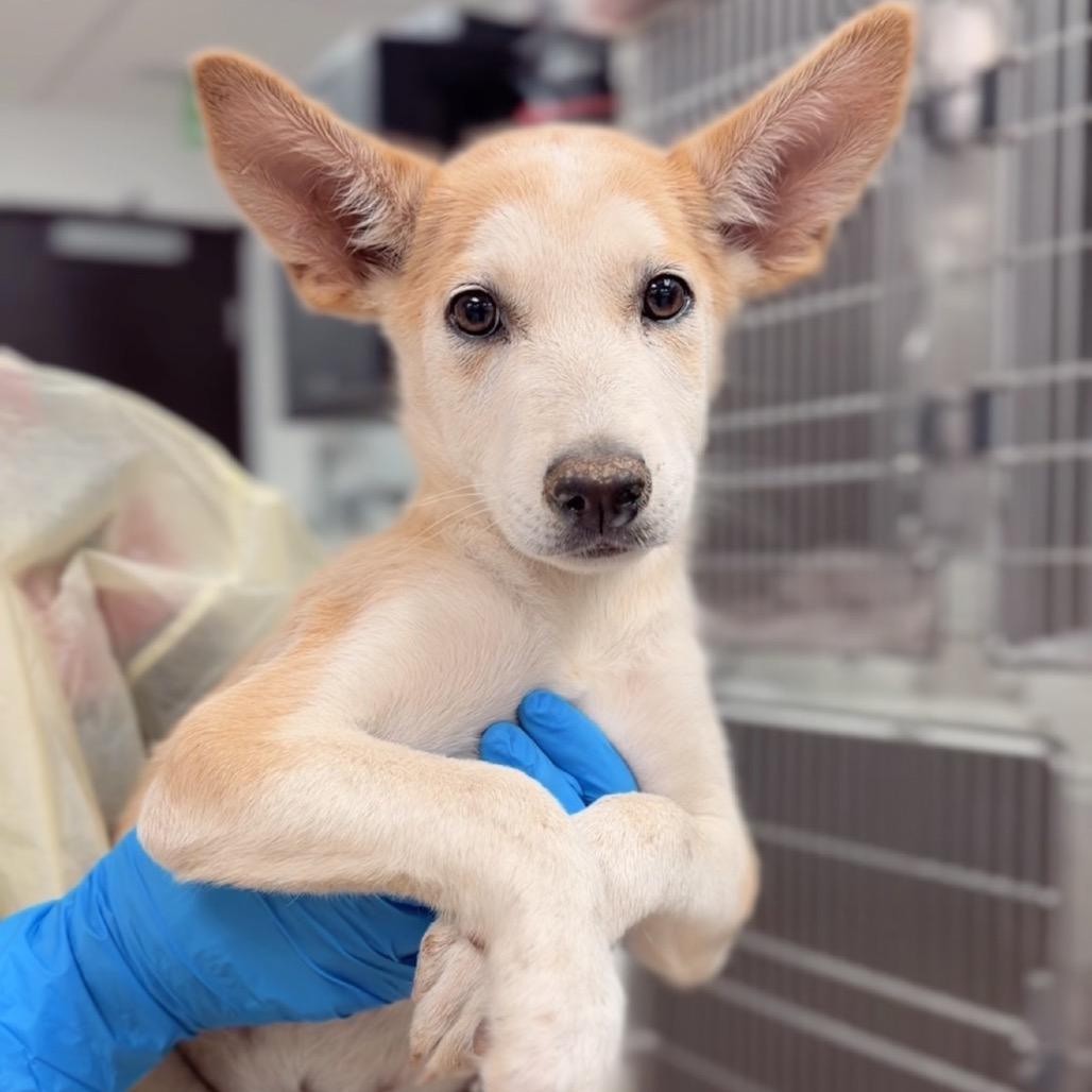 Enlarge Odell, a Adoptable mixed breed in Briarcliff Manor, NY image 2/2