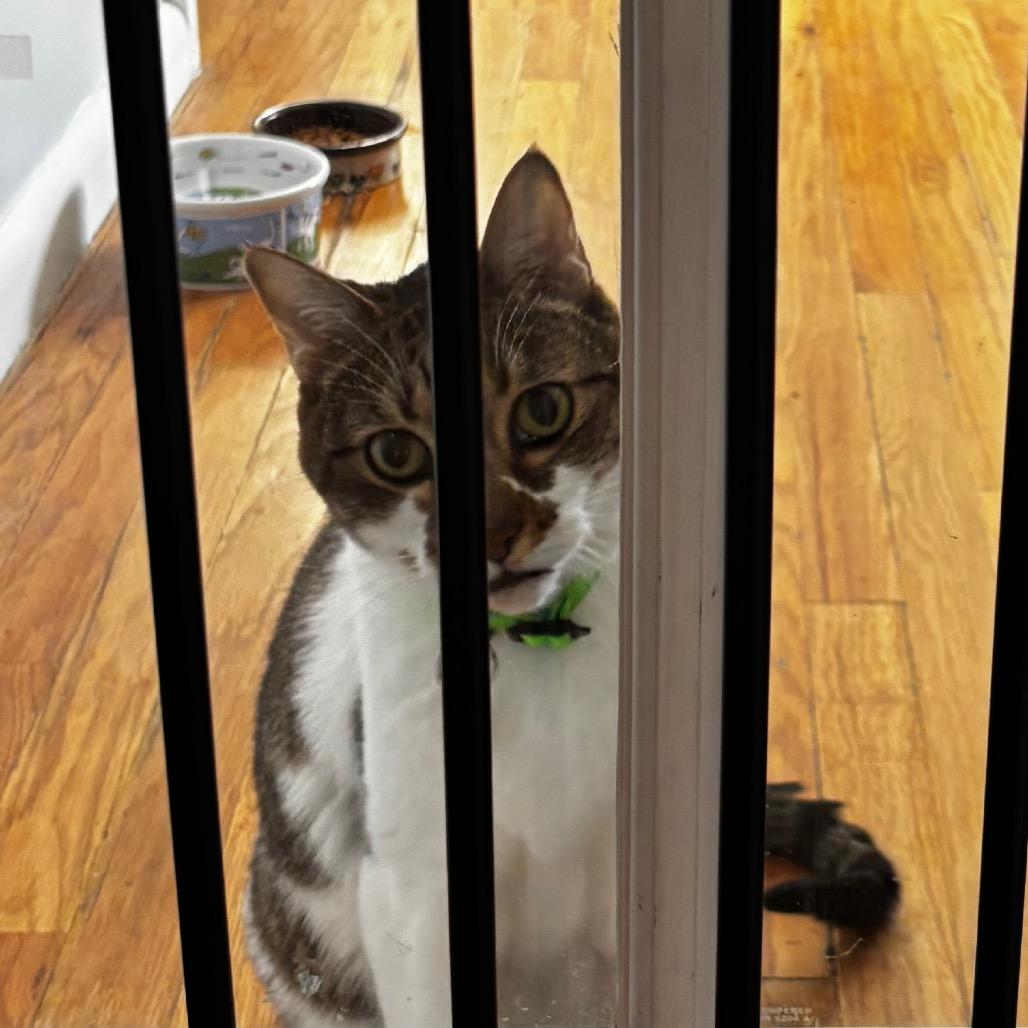 Miller, Adoptable, Senior Male Domestic Short Hair.
