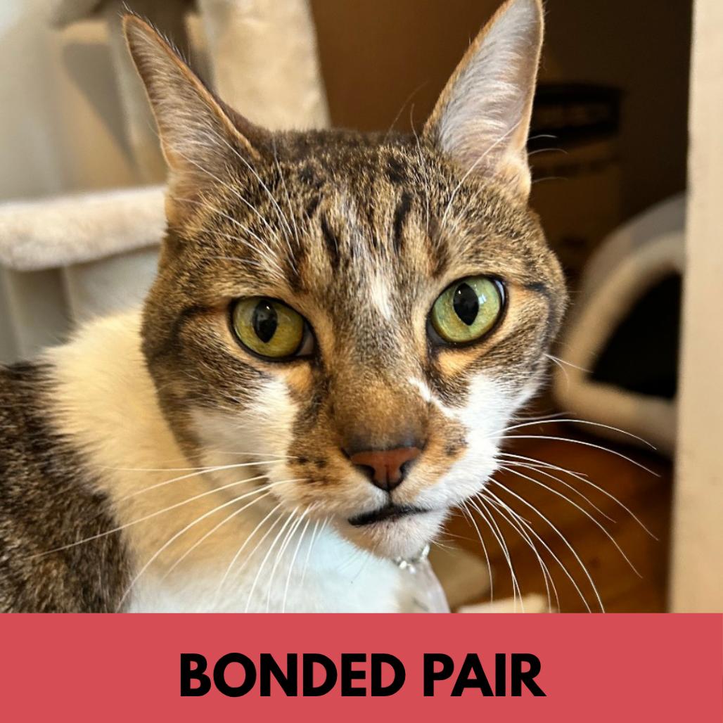 Enlarge Miller, a Adoptable Domestic Short Hair in Lakewood, CO image 3/6