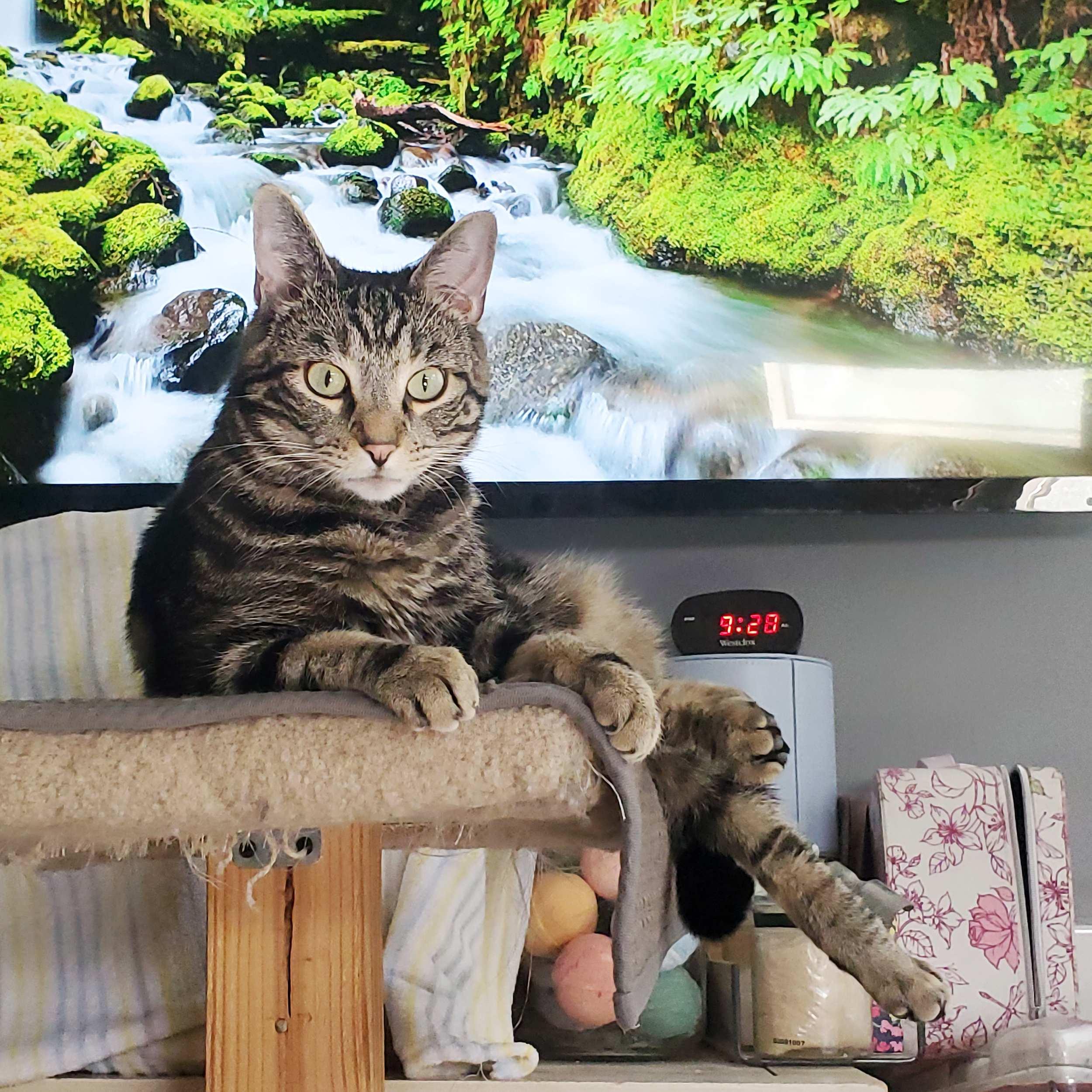 Enlarge Maybelle, a Adoptable Domestic Short Hair in Calgary, AB image 3/6