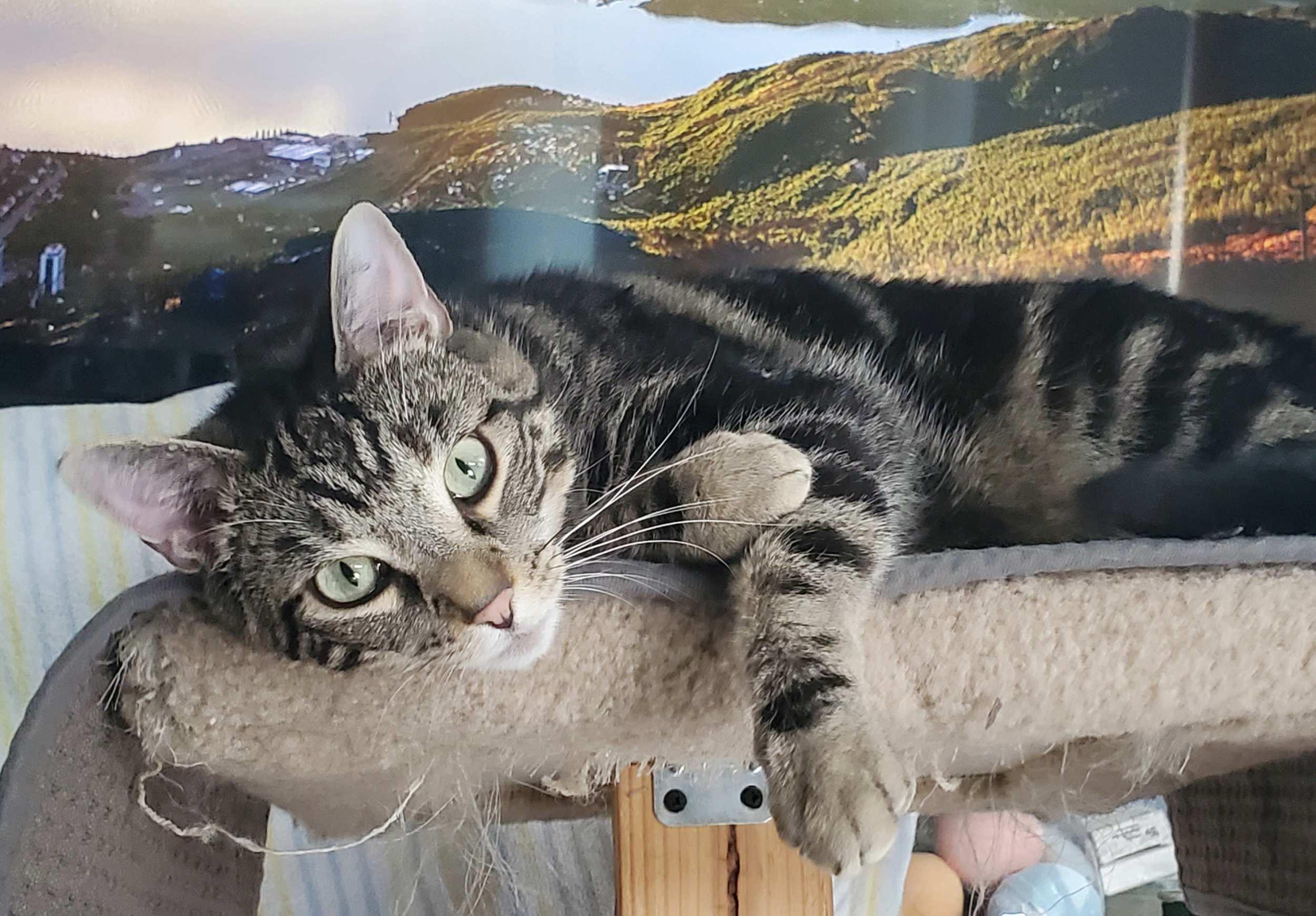 Enlarge Maybelle, a Adoptable Domestic Short Hair in Calgary, AB image 4/6