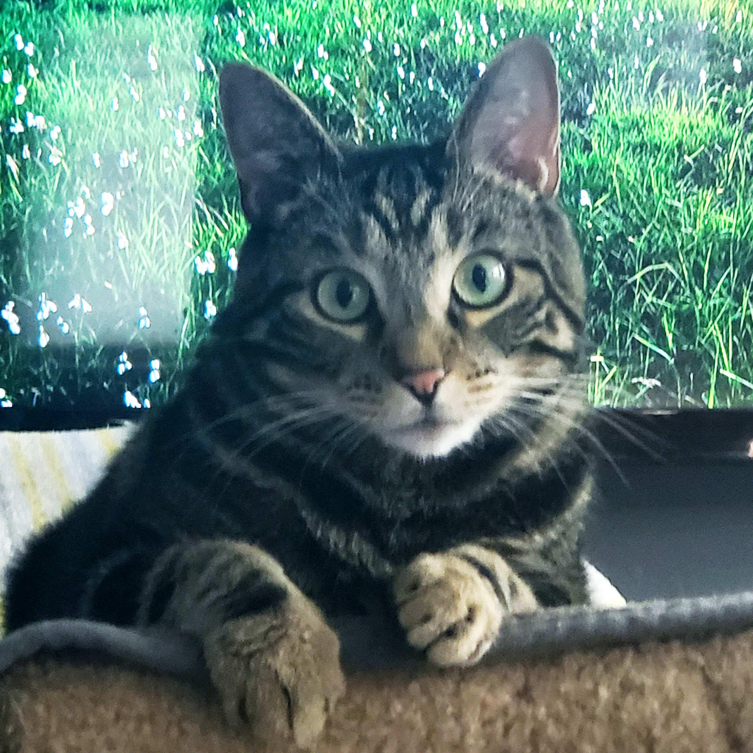 Enlarge Maybelle, a Adoptable Domestic Short Hair in Calgary, AB image 5/6