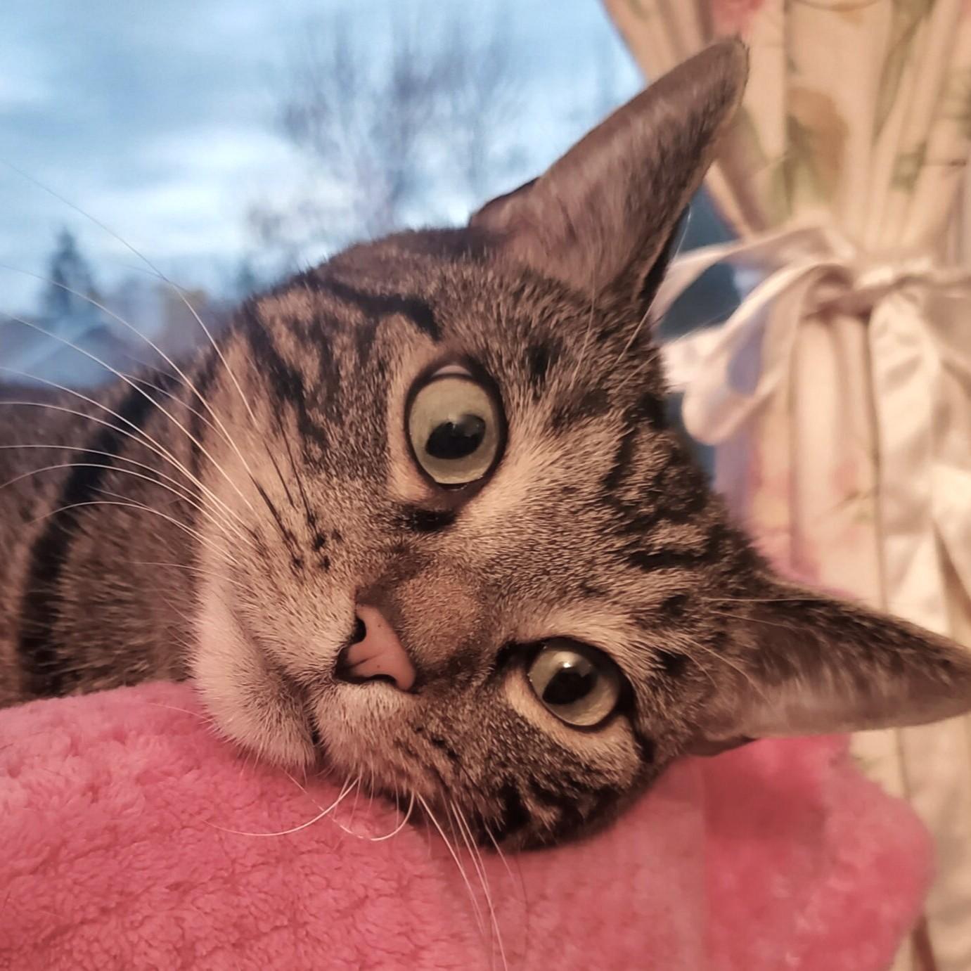 Maybelle, Adoptable, Adult Female Domestic Short Hair.