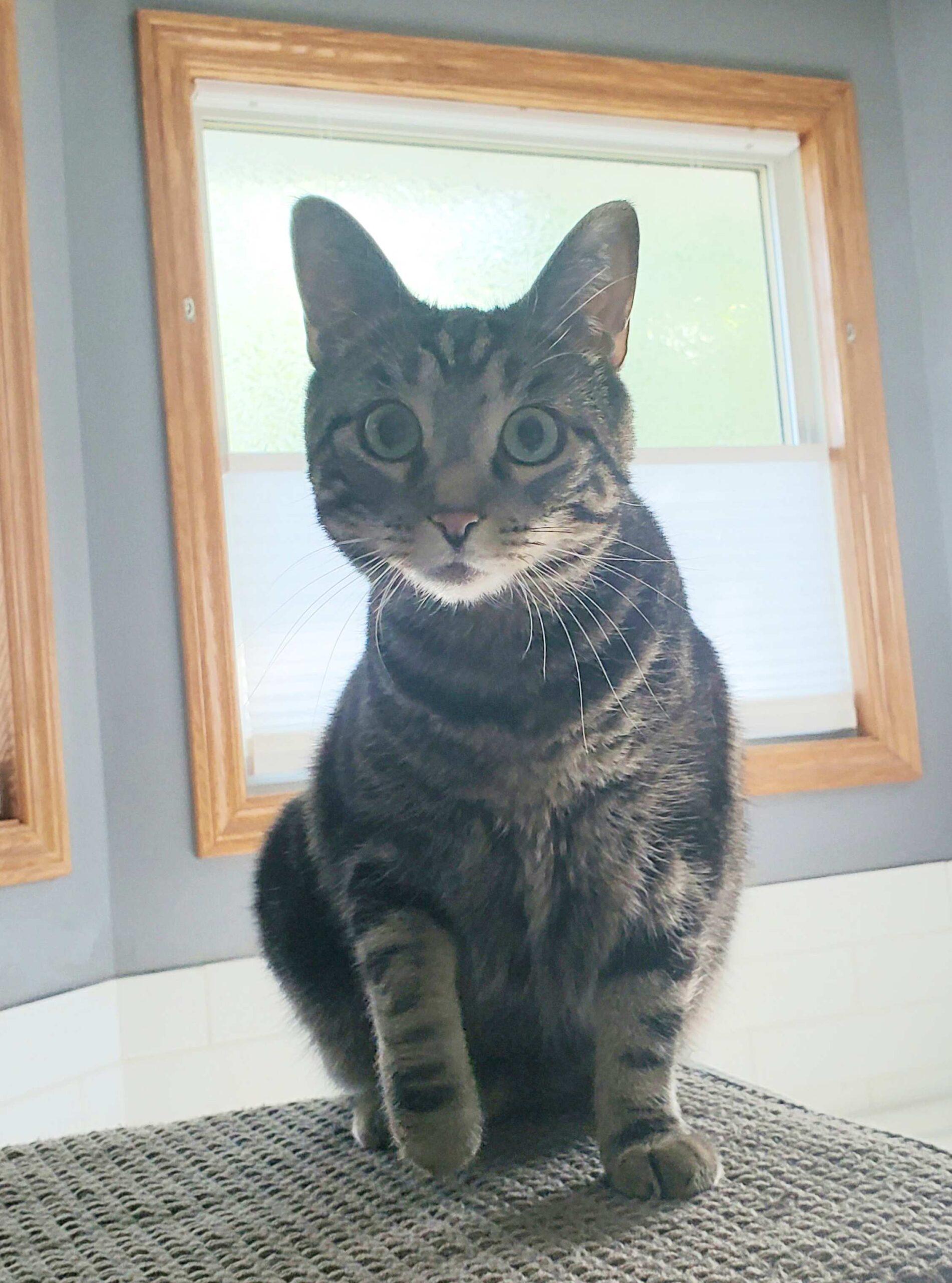 Enlarge Maybelle, a Adoptable Domestic Short Hair in Calgary, AB image 6/6