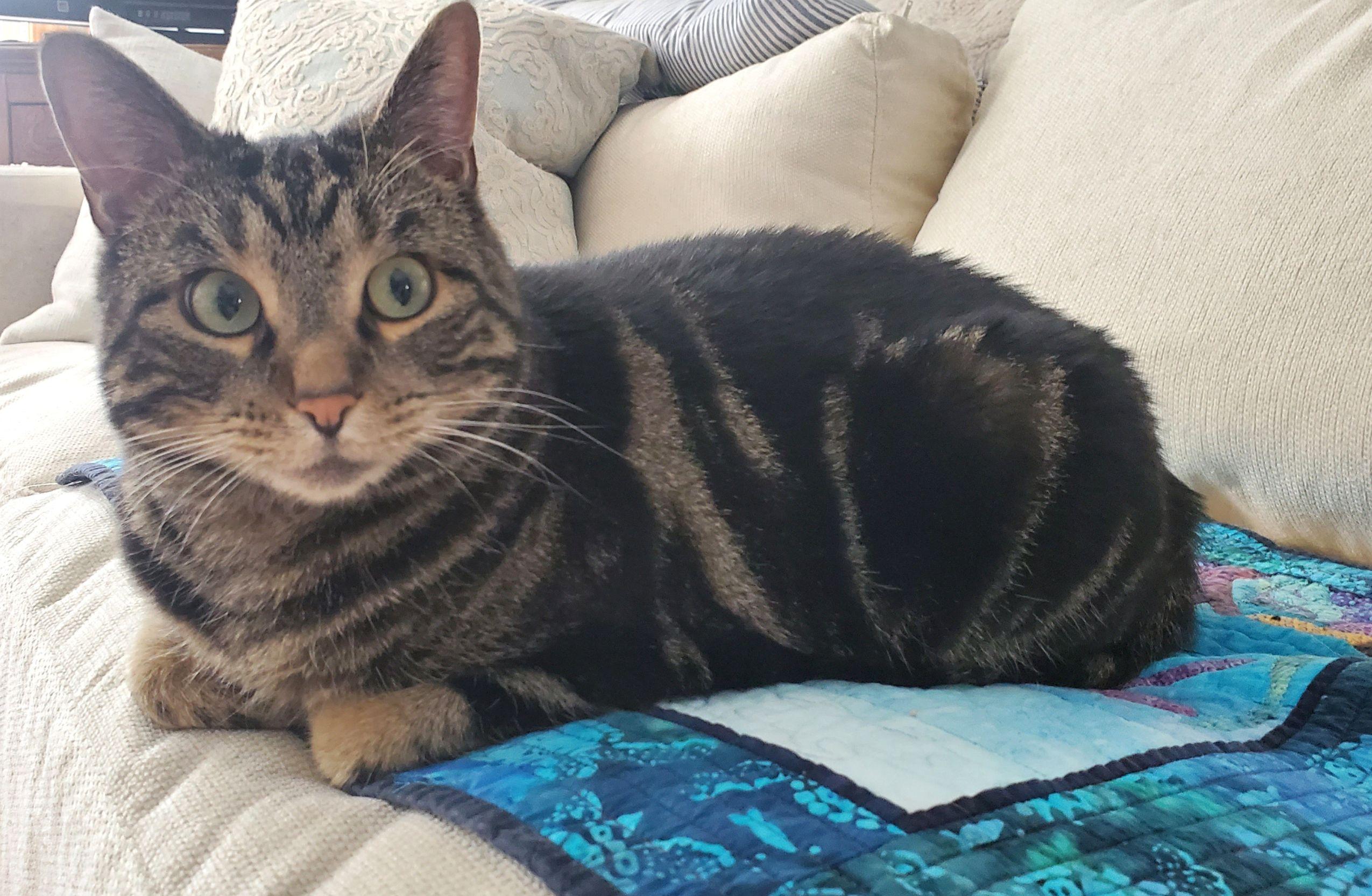 Enlarge Maybelle, a Adoptable Domestic Short Hair in Calgary, AB image 2/6