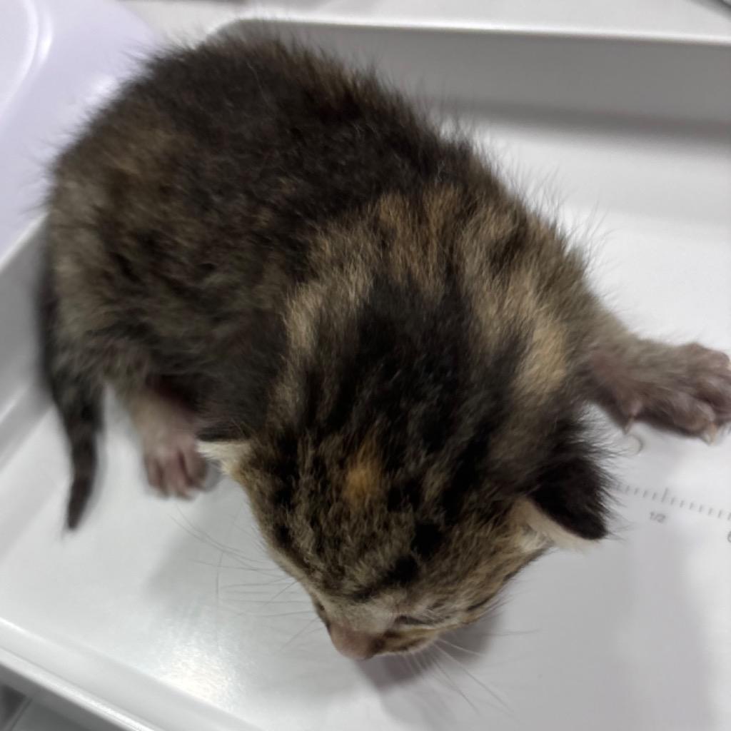 Enlarge Kiara, a Adoptable mixed breed in Corpus Christi, TX image 1/4