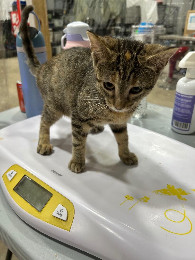 Enlarge Kiara, a Adoptable mixed breed in Corpus Christi, TX image 2/4