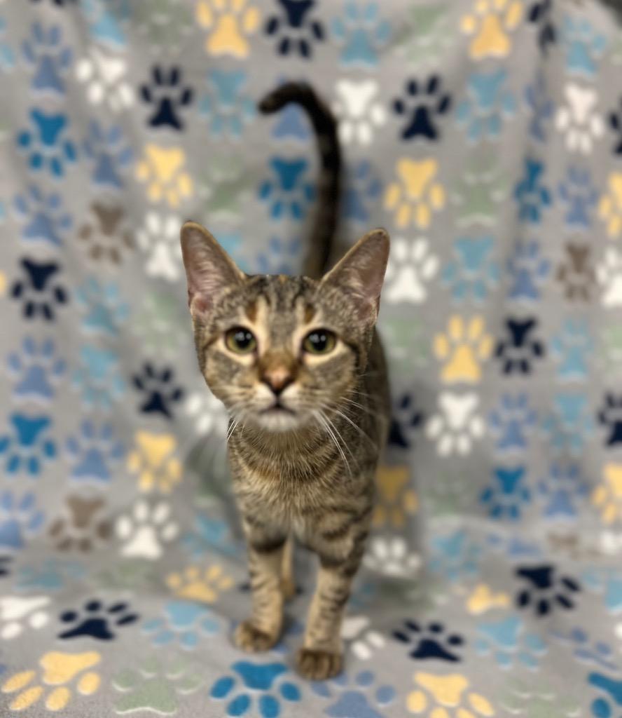 Enlarge Kiara, a Adoptable mixed breed in Corpus Christi, TX image 3/4