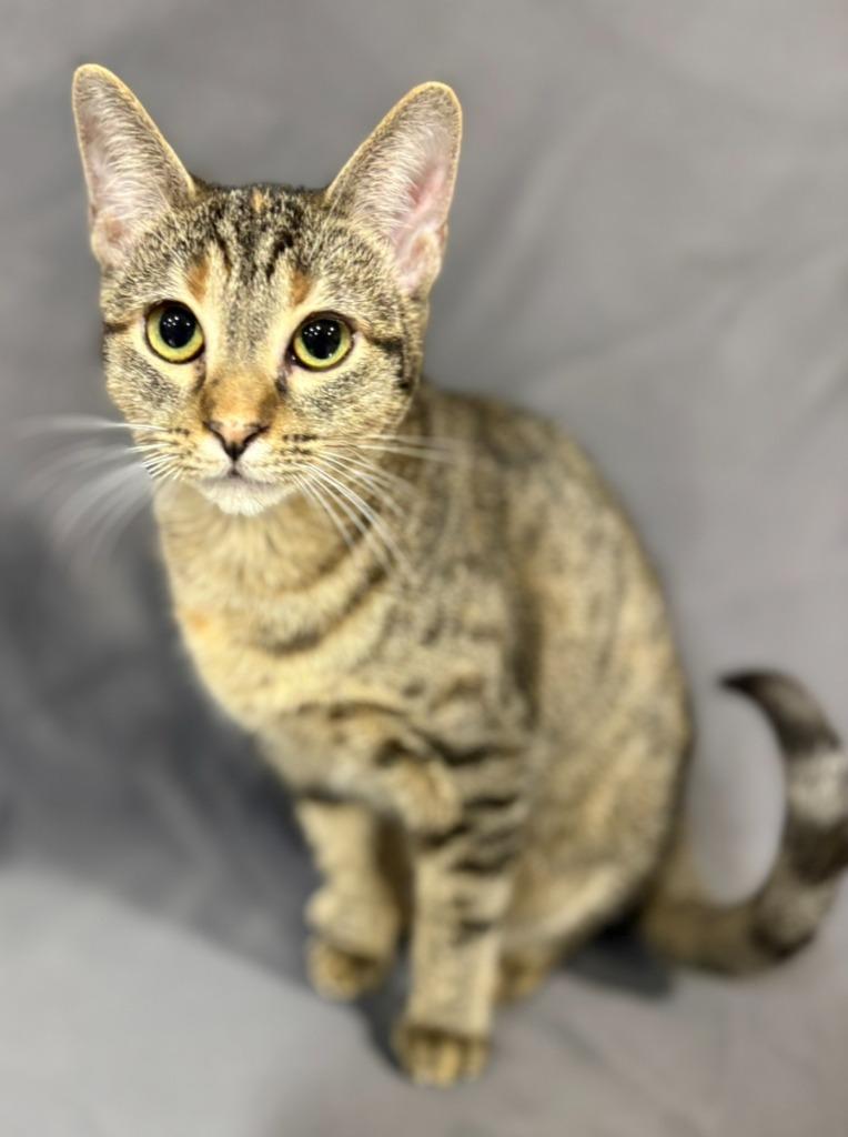 Enlarge Kiara, a Adoptable mixed breed in Corpus Christi, TX image 4/4