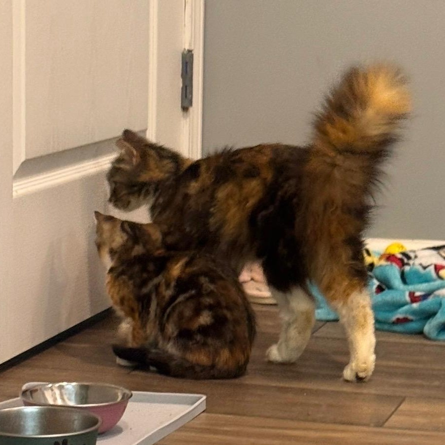 Enlarge Cece (bonded with Lainey), a ADOPTABLE Domestic Long Hair in Sharpsburg, GA image 6/6