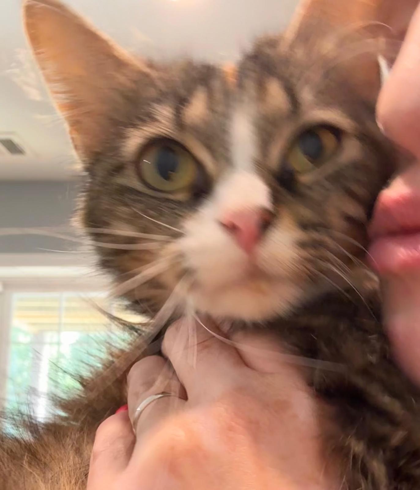 Enlarge Cece (bonded with Lainey), a ADOPTABLE Domestic Long Hair in Sharpsburg, GA image 3/6