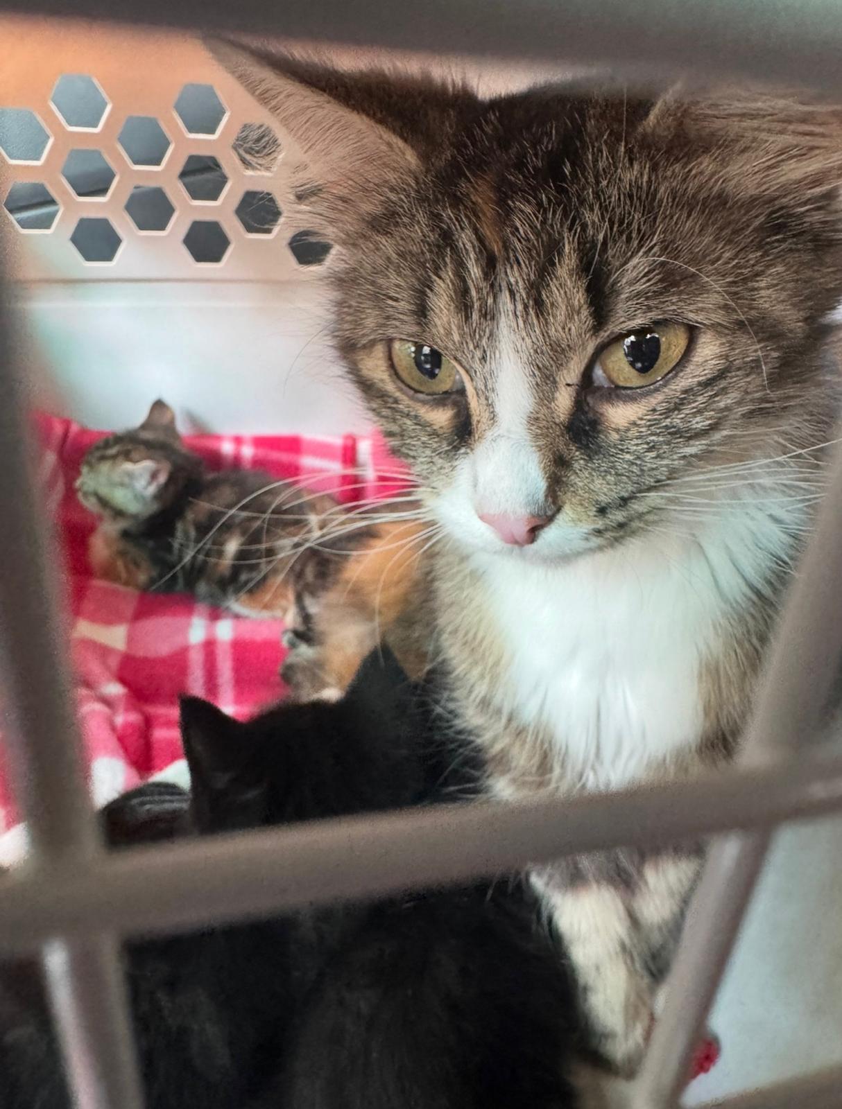 Enlarge Cece (bonded with Lainey), a ADOPTABLE Domestic Long Hair in Sharpsburg, GA image 5/6